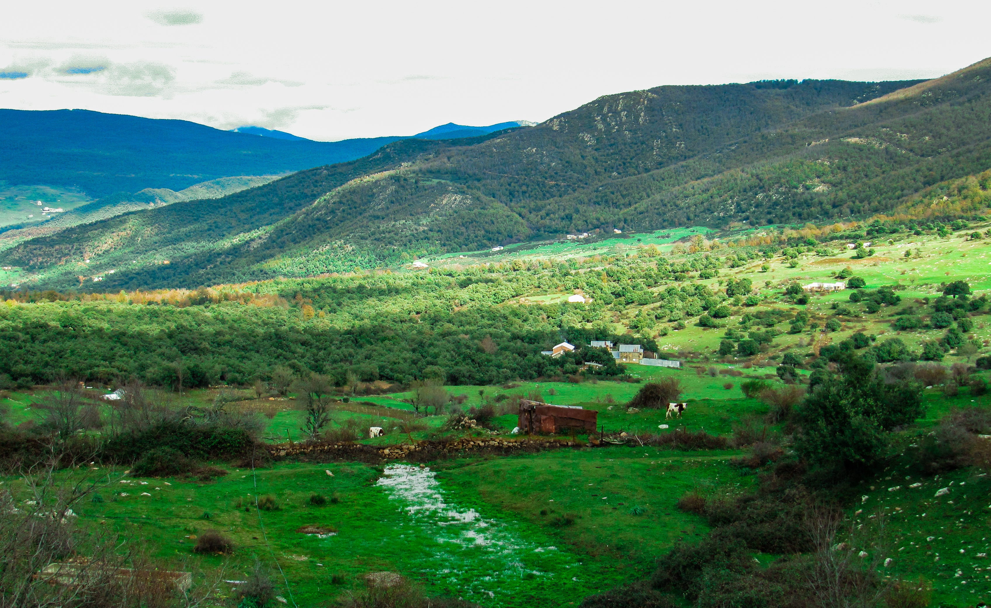 Green mountain valley with scattered rural buildings, pastureland, trees and grazing cattle.