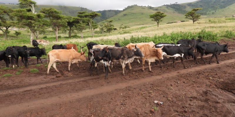 image-agri-tanzania-1-800x400.jpg