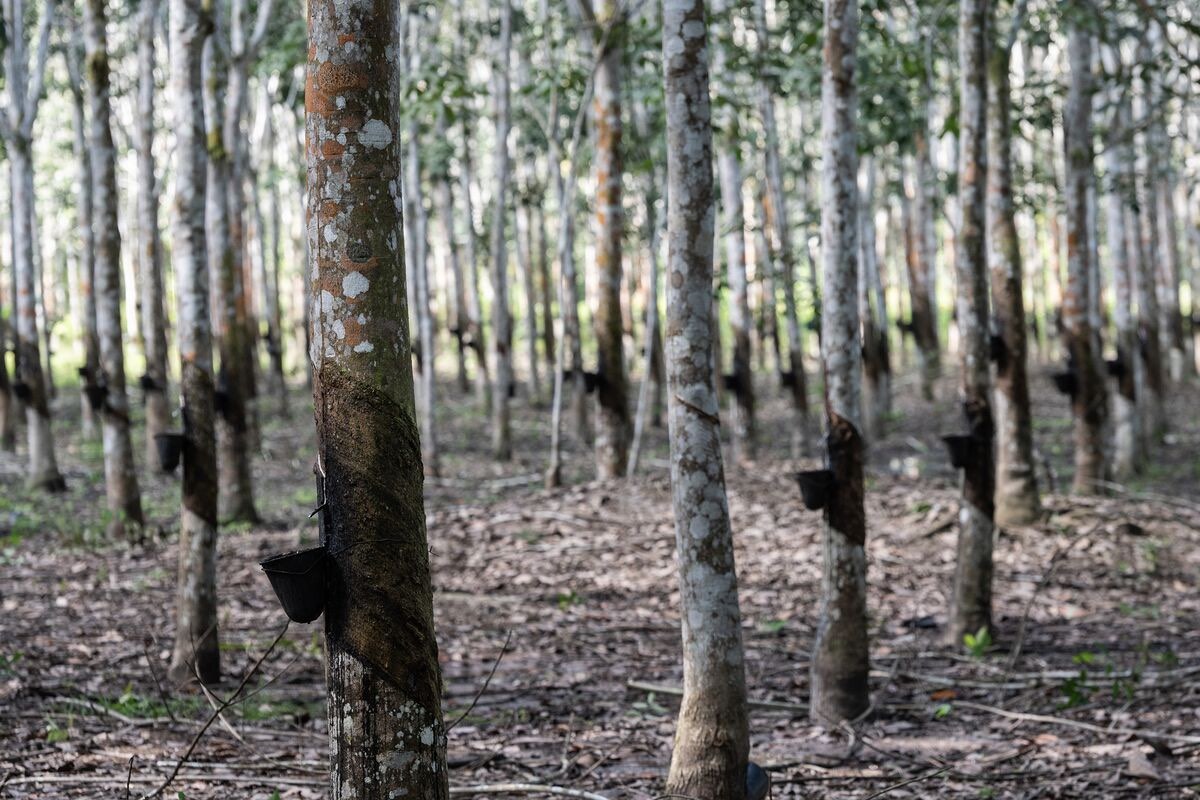 image-bloomberg-deforestation.jpg