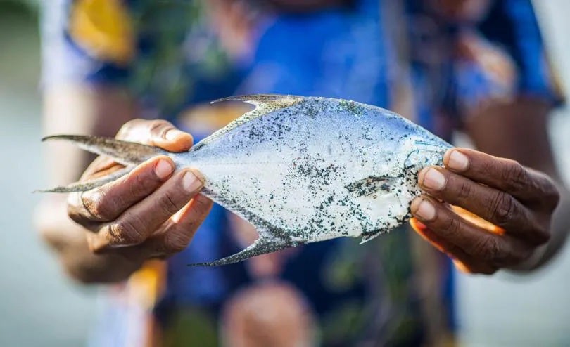 image-ch1681092-community-member-holds-fish-remote-community-consulted-vanuatu-community-based.jpeg