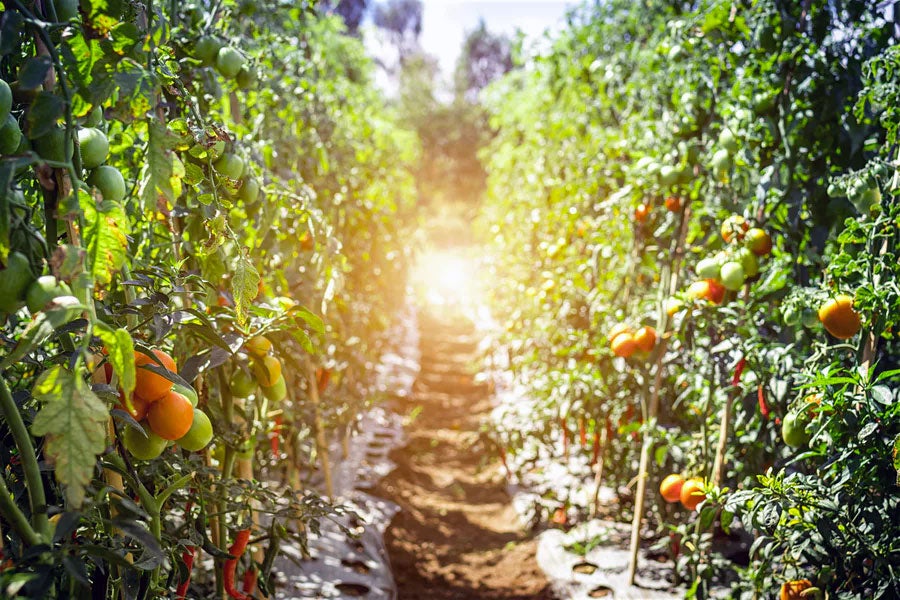 image-cover-undp-farming.jpg