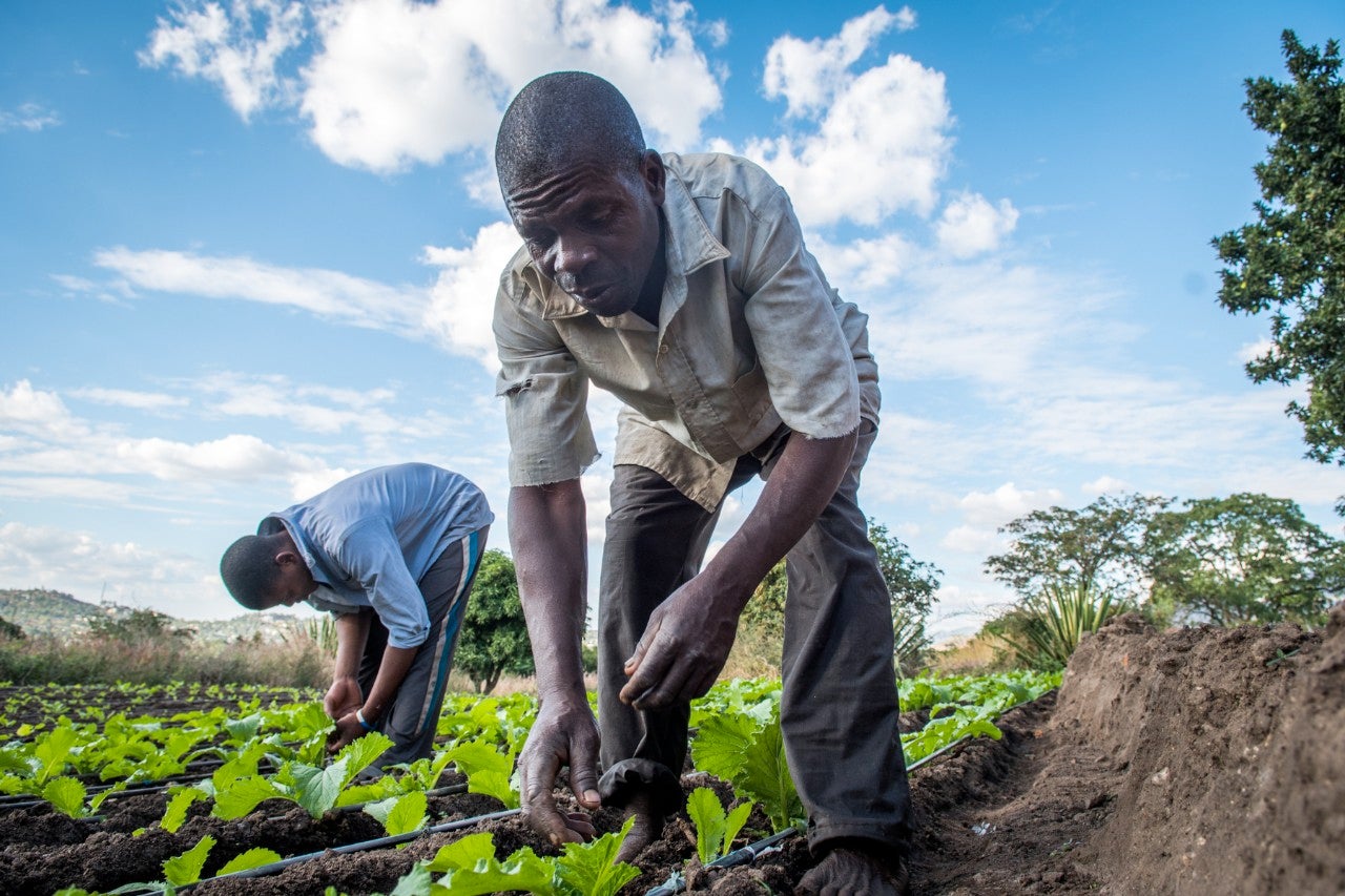 image-cover-undp-malawi.jpg