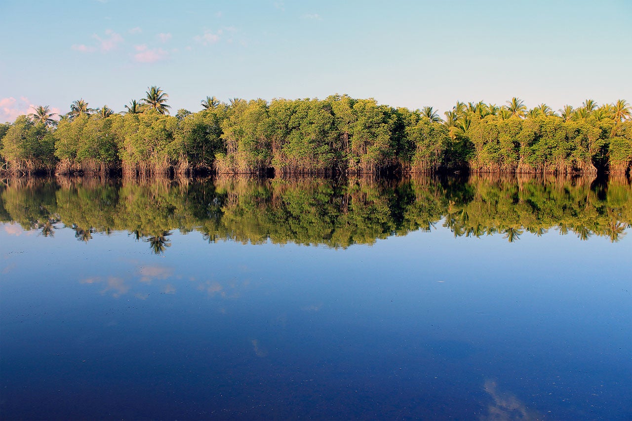 image-cover-vietnam-mangrove.jpg