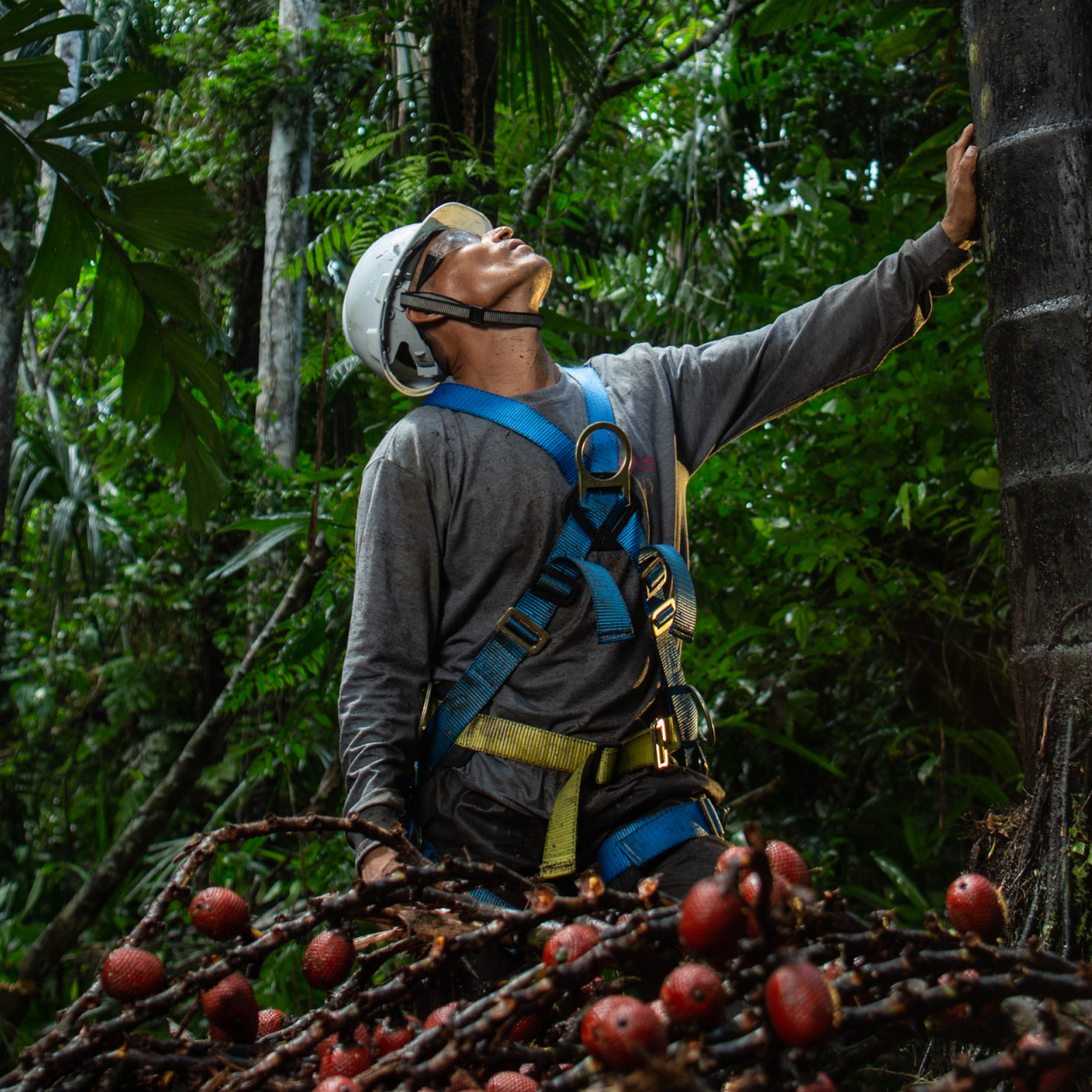 A man in a forest, wearing a protection outfit and looking up, while touching a tree