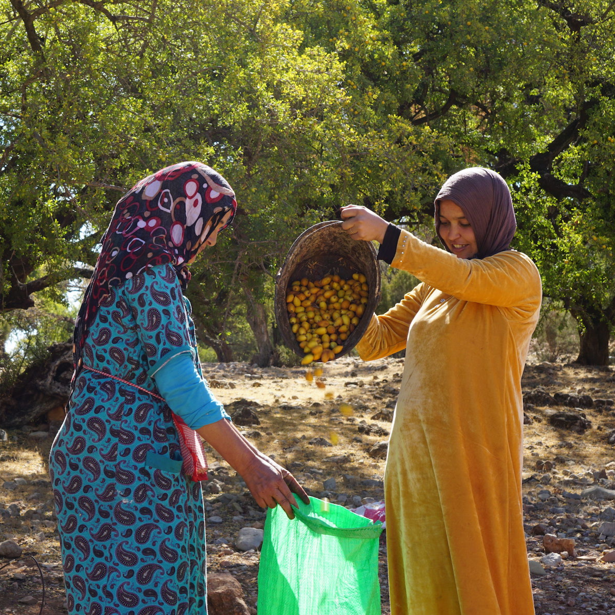 Two women with long dresses, with hair-covered. One holds a green plastic bag, the other one drops fruits in it. Behind, green trees