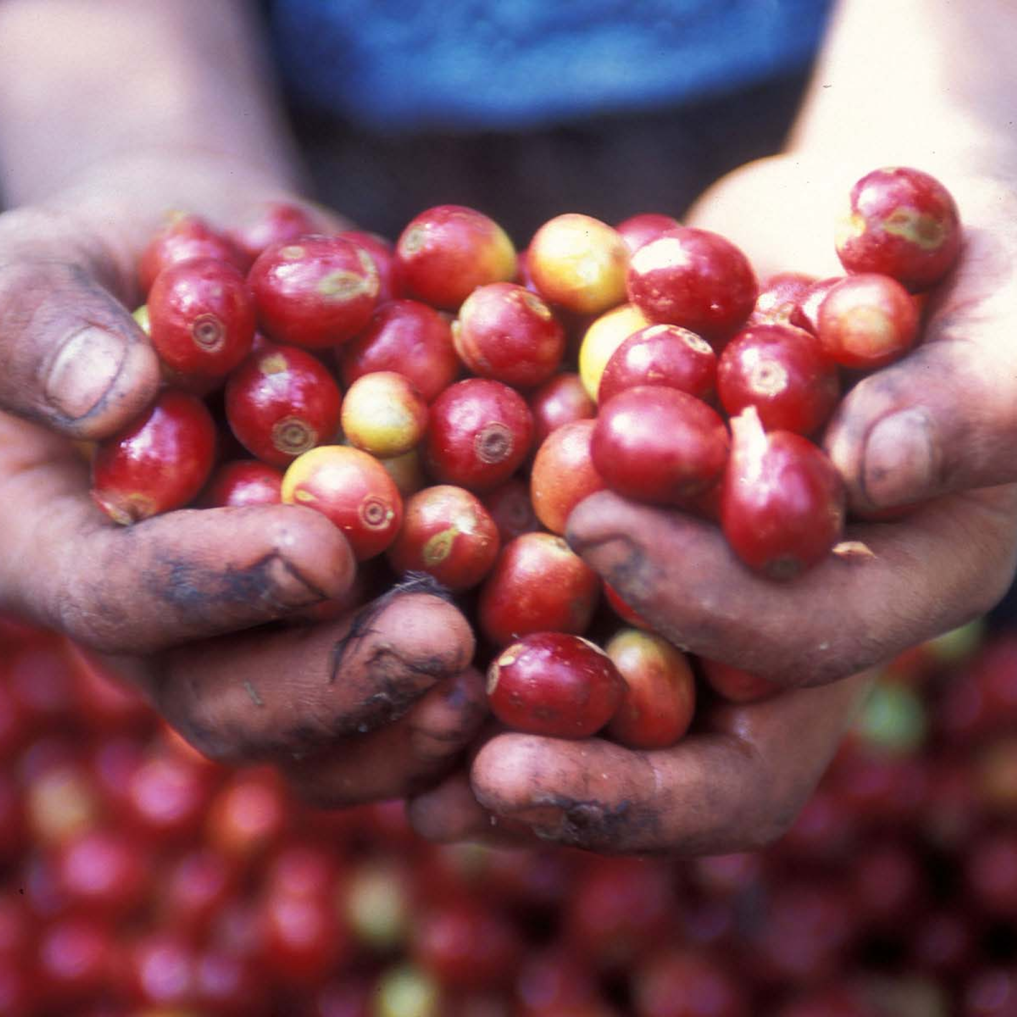 Photograph showing close-up of two hands holding ripe red and yellow coffee cherries, with more cherries blurred in background. Hands appear weathered and dirty, highlighting manual harvesting process of coffee beans.