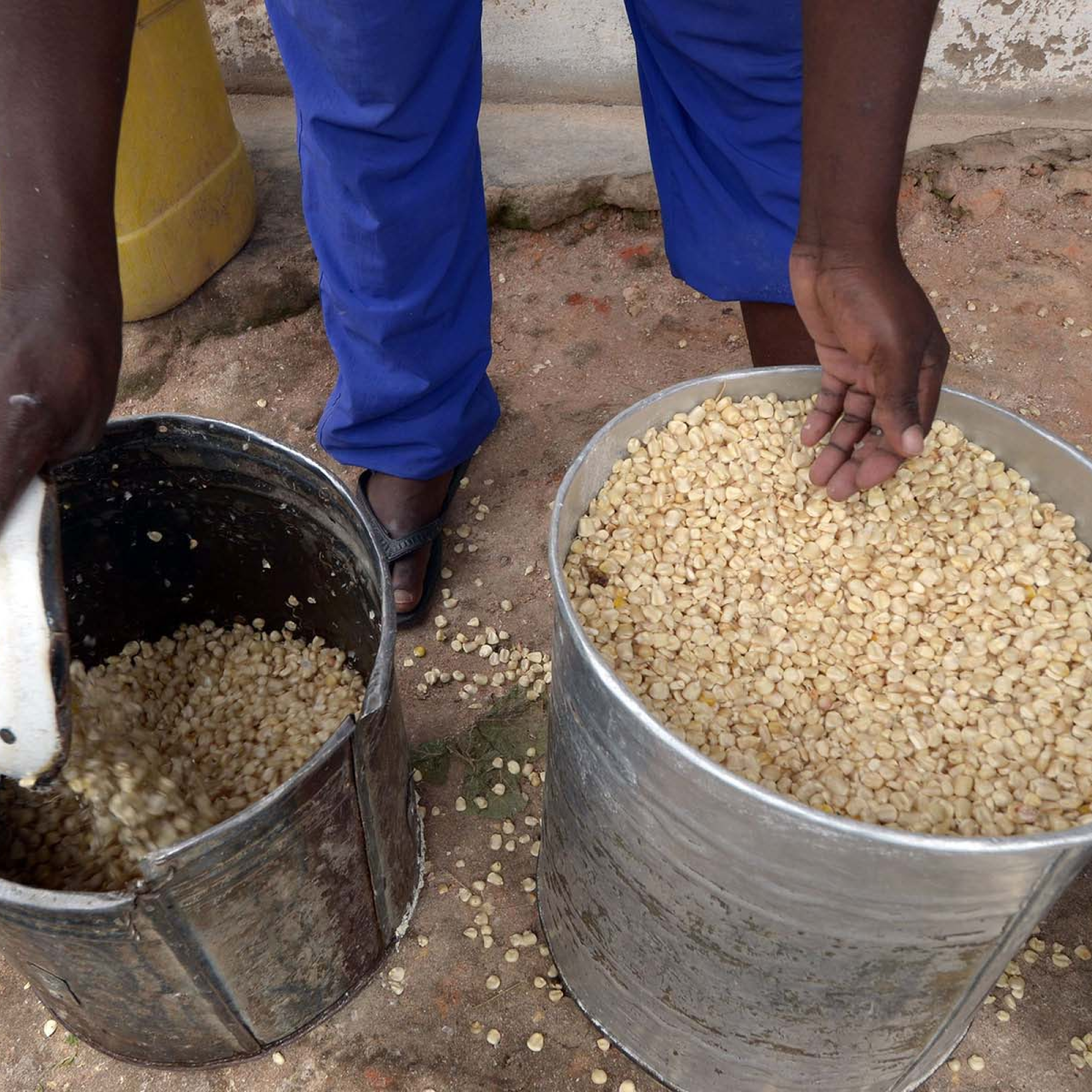 Photograph showing a person in blue pants and sandals handling two large metal containers filled with yellow corn kernels on a dirt ground. One container is nearly full while the other is partially filled, with some kernels spilled on the ground, indicating sorting or measuring of corn.