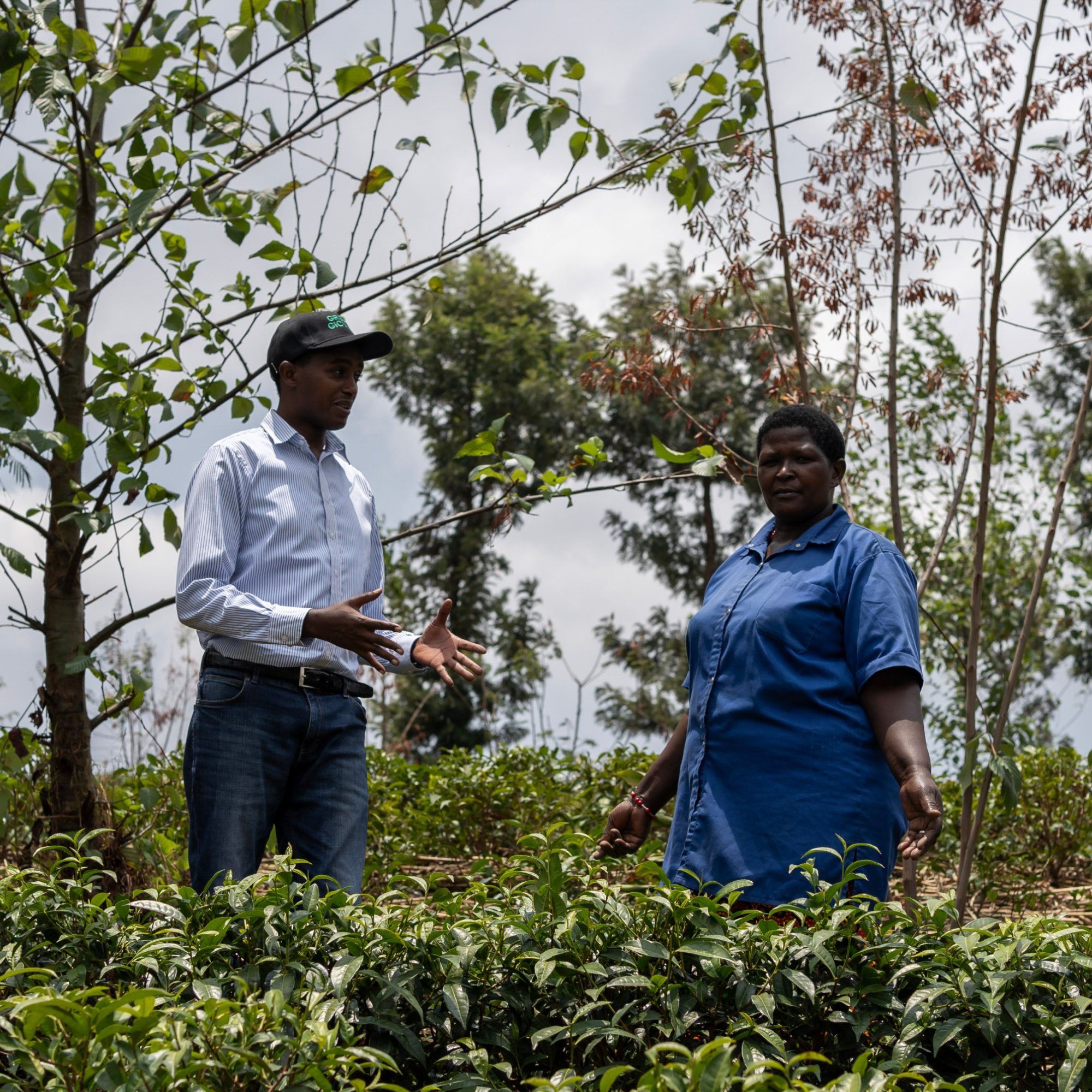 Photograph of two black people (1 woman, 1 man) standing and talking in a green agricultural field with various trees and plants around them under a cloudy sky. One person wears a light blue shirt and cap, gesturing with hands, while the other wears a blue shirt, both engaged in discussion likely about farming or crop management.