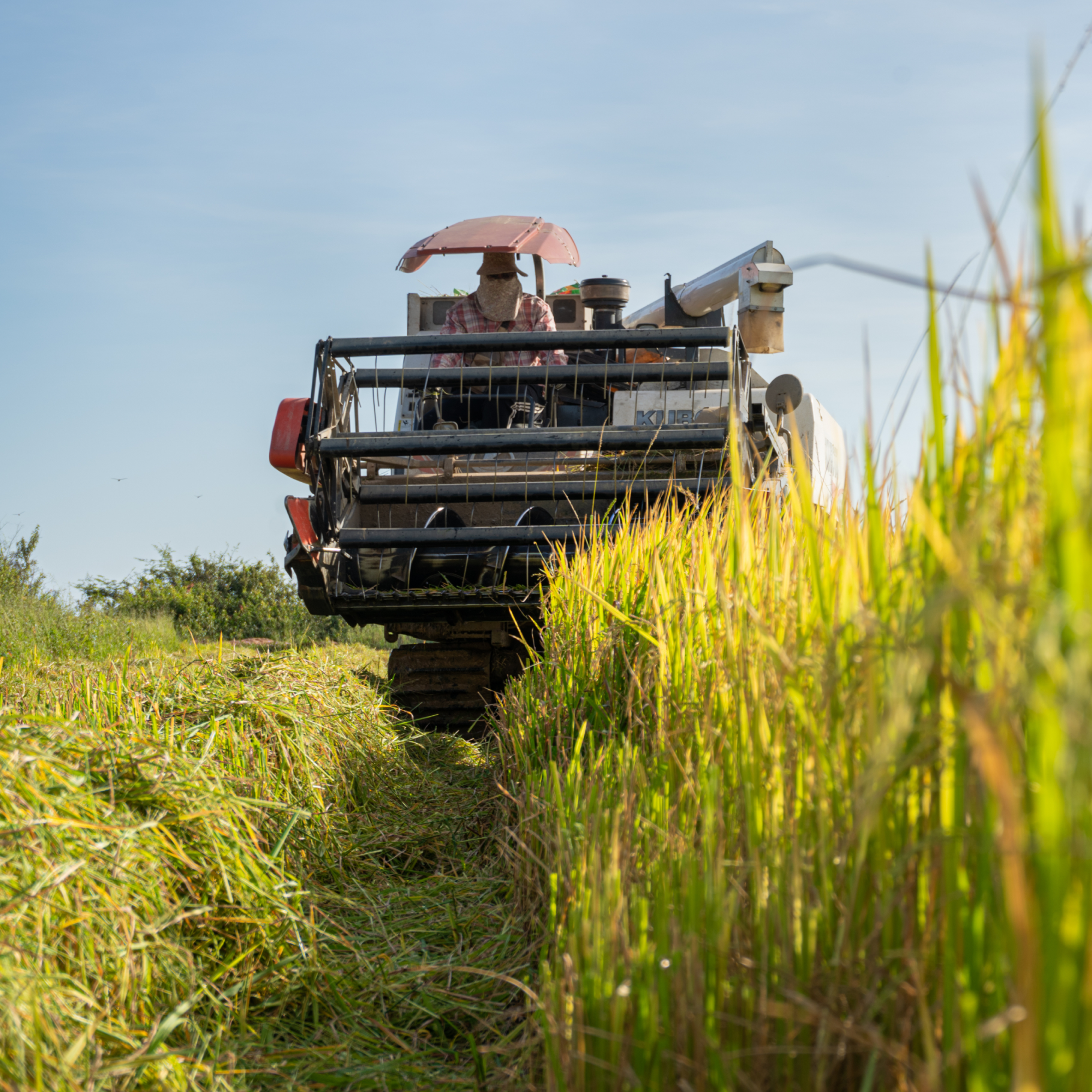 Photograph of a combine harvester operating in a field, cutting and collecting tall crops under a clear sky. The machine is positioned centrally with harvested stalks visible on the left and standing crops on the right, highlighting active agricultural harvesting.