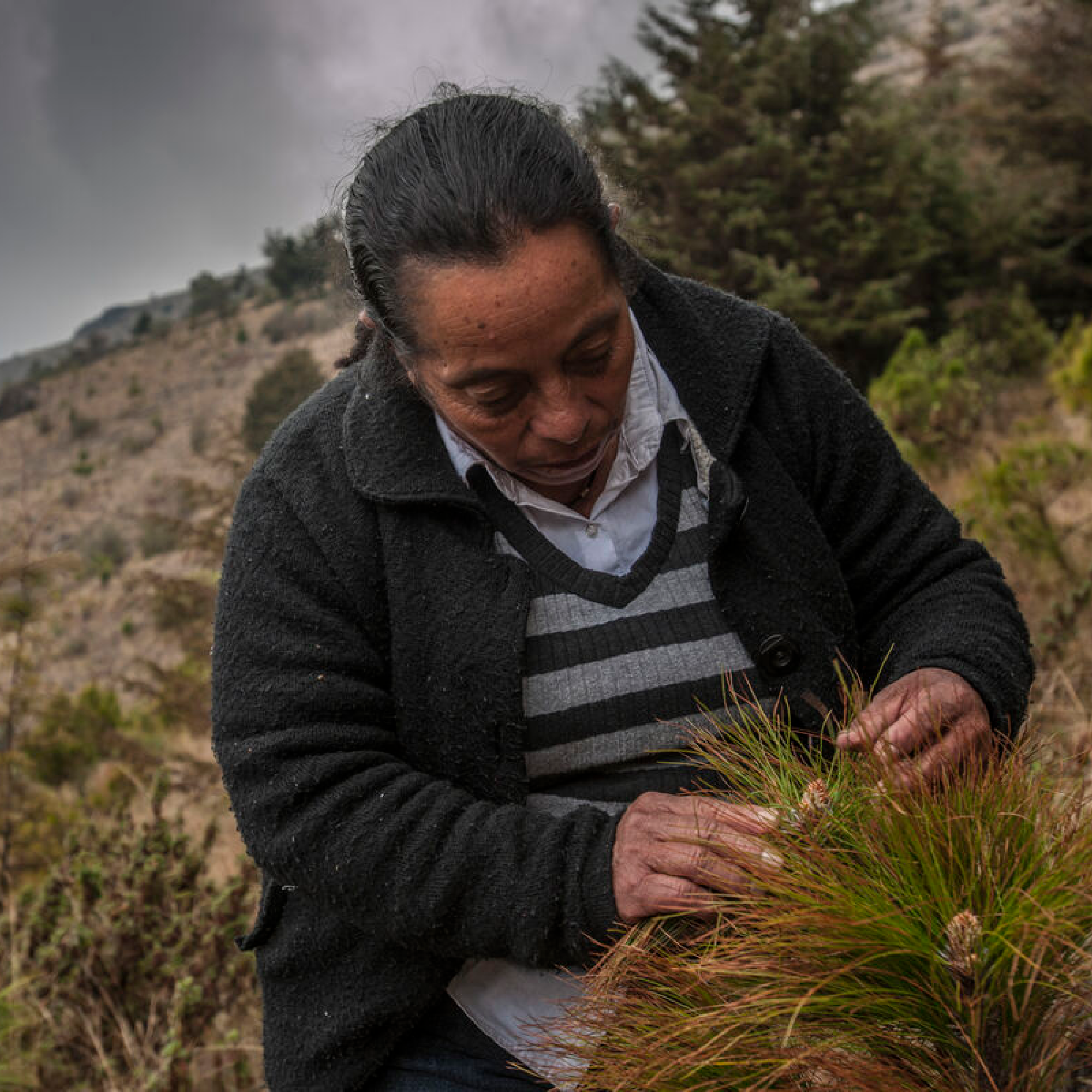 Photograph of a person wearing a black jacket and striped sweater, bending over to gather or inspect a tuft of grass in an outdoor, mountainous area with trees in the background. The scene highlights hands interacting with natural vegetation, suggesting an activity related to agriculture, foraging, or environmental study.