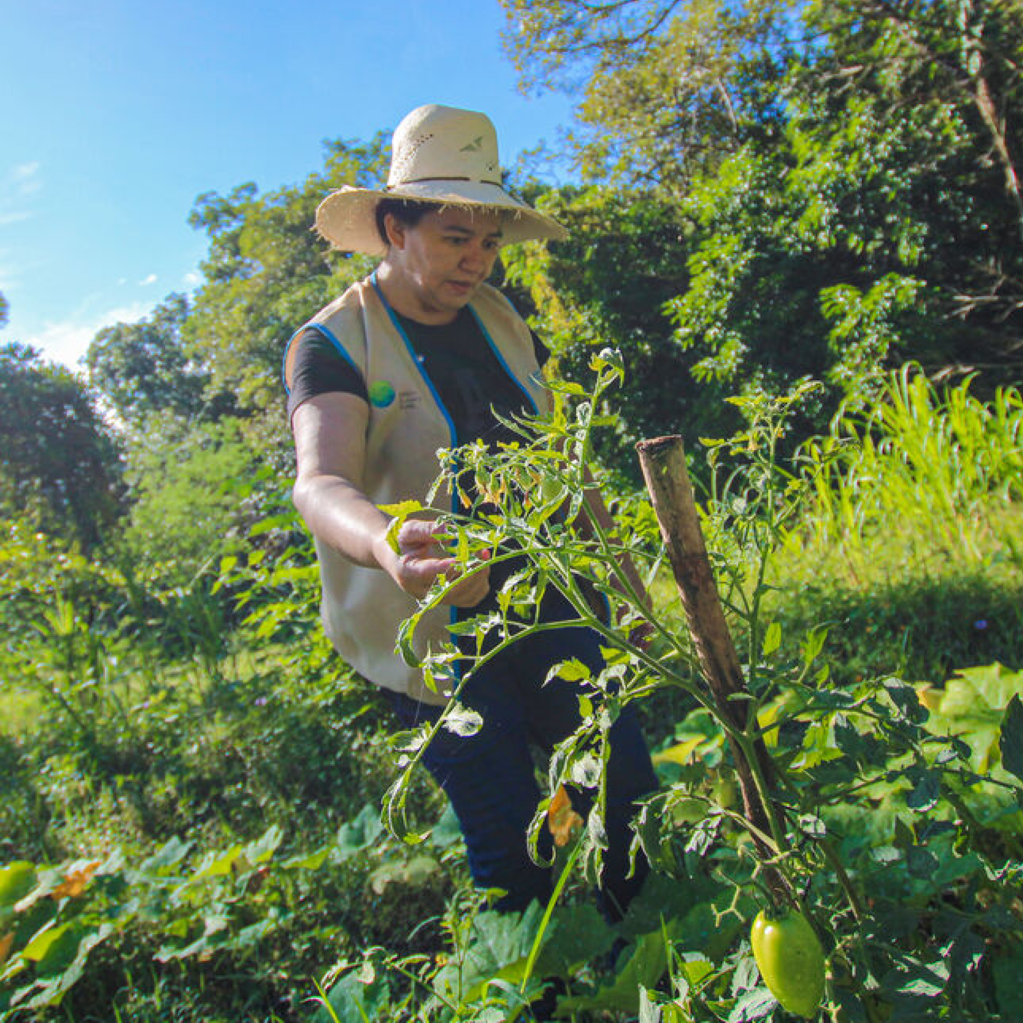 Photograph of a white woman wearing a straw hat and beige vest tending to a tomato plant in a lush garden under clear blue sky. The scene highlights healthy green foliage, unripe tomatoes, and natural sunlight, emphasizing gardening or agricultural activity.