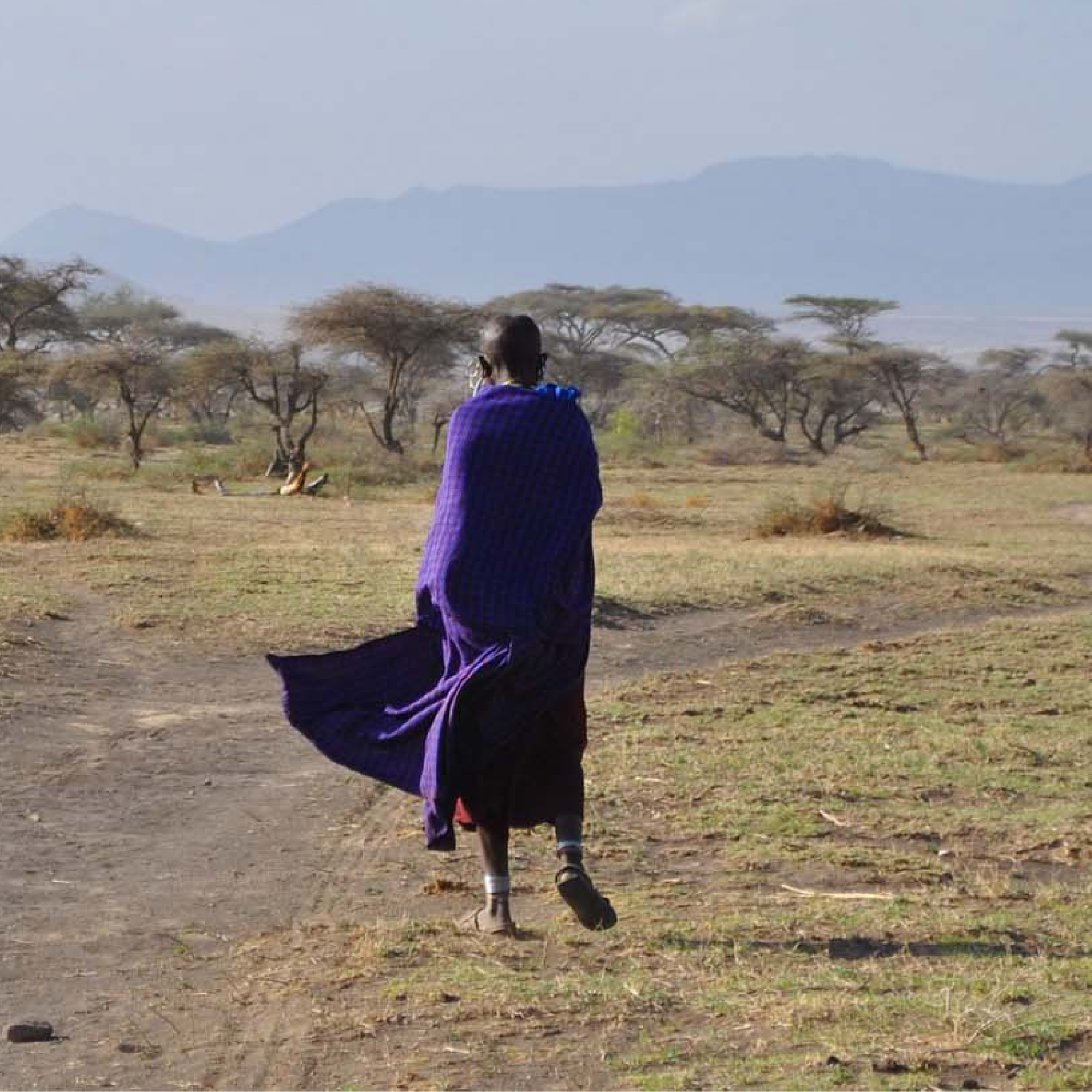 Photograph of a black person dressed in a traditional blue and purple Maasai shuka walking on a dirt path through a dry savanna landscape with scattered acacia trees and distant mountains. The scene highlights cultural attire and natural environment, emphasizing solitude and connection to nature.