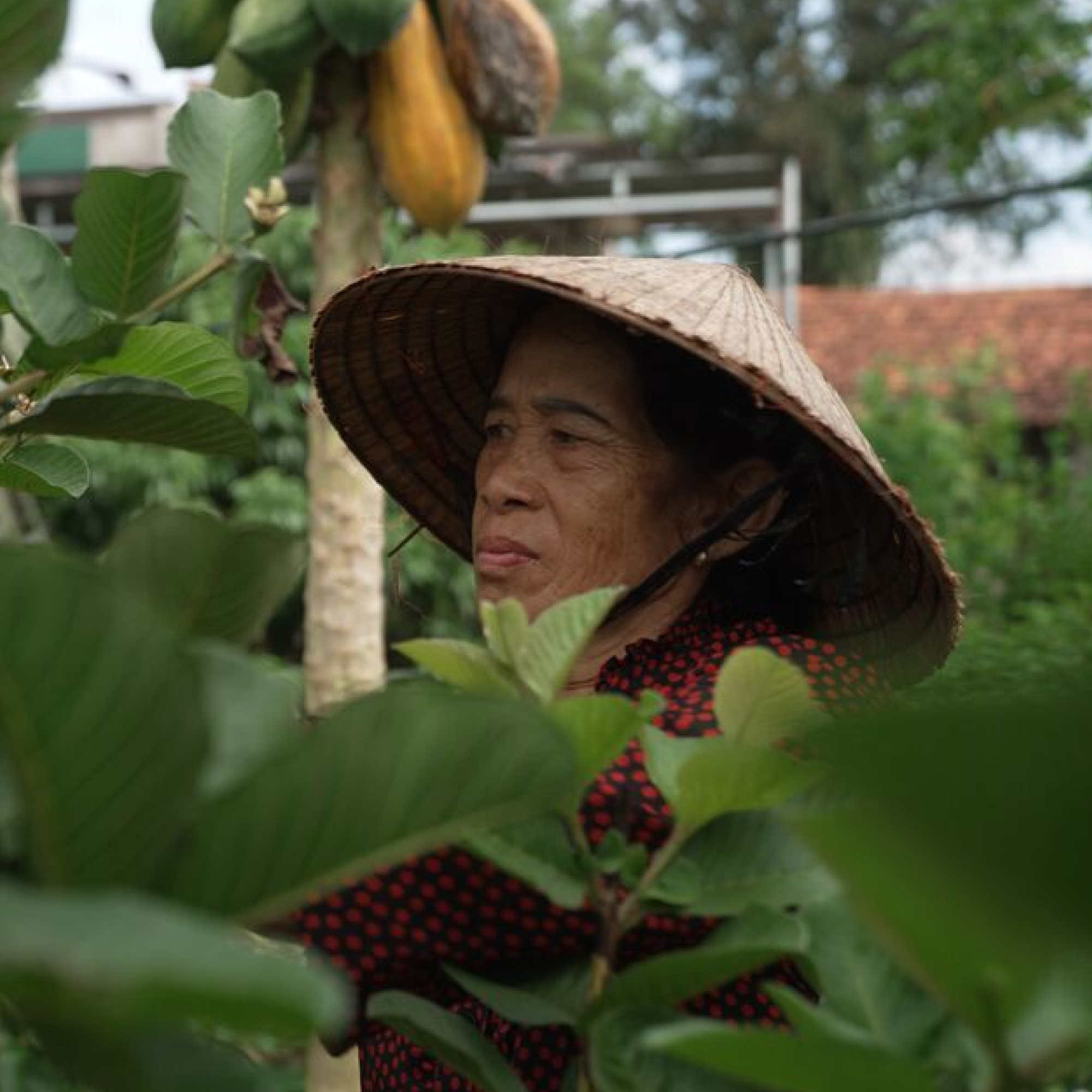 Photograph showing an asian person wearing a traditional conical hat among green foliage with a tree bearing large yellow fruit in the background. The scene highlights rural or agricultural setting with natural elements and a blurred background of buildings and sky.