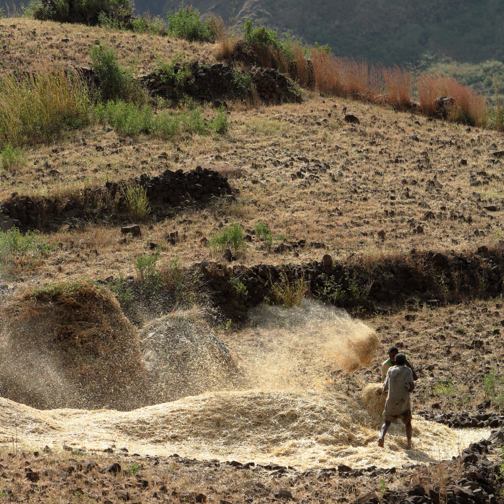 Photograph of a rural agricultural scene showing a person threshing grain in a dry, terraced field surrounded by sparse vegetation and stone walls. Dust and chaff are visibly flying in the air, highlighting active manual harvesting in a mountainous area.
