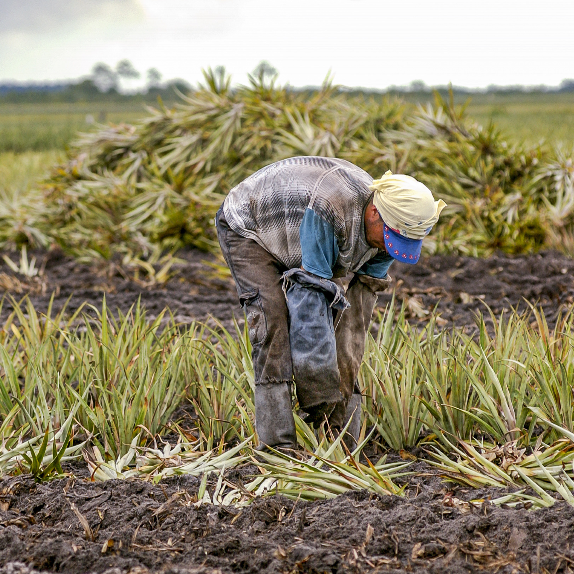Photograph of a farm worker harvesting pineapples in a muddy field, wearing protective clothing and a cap. Rows of pineapple plants and a large pile of harvested pineapples are visible in the background, highlighting manual agricultural labor.