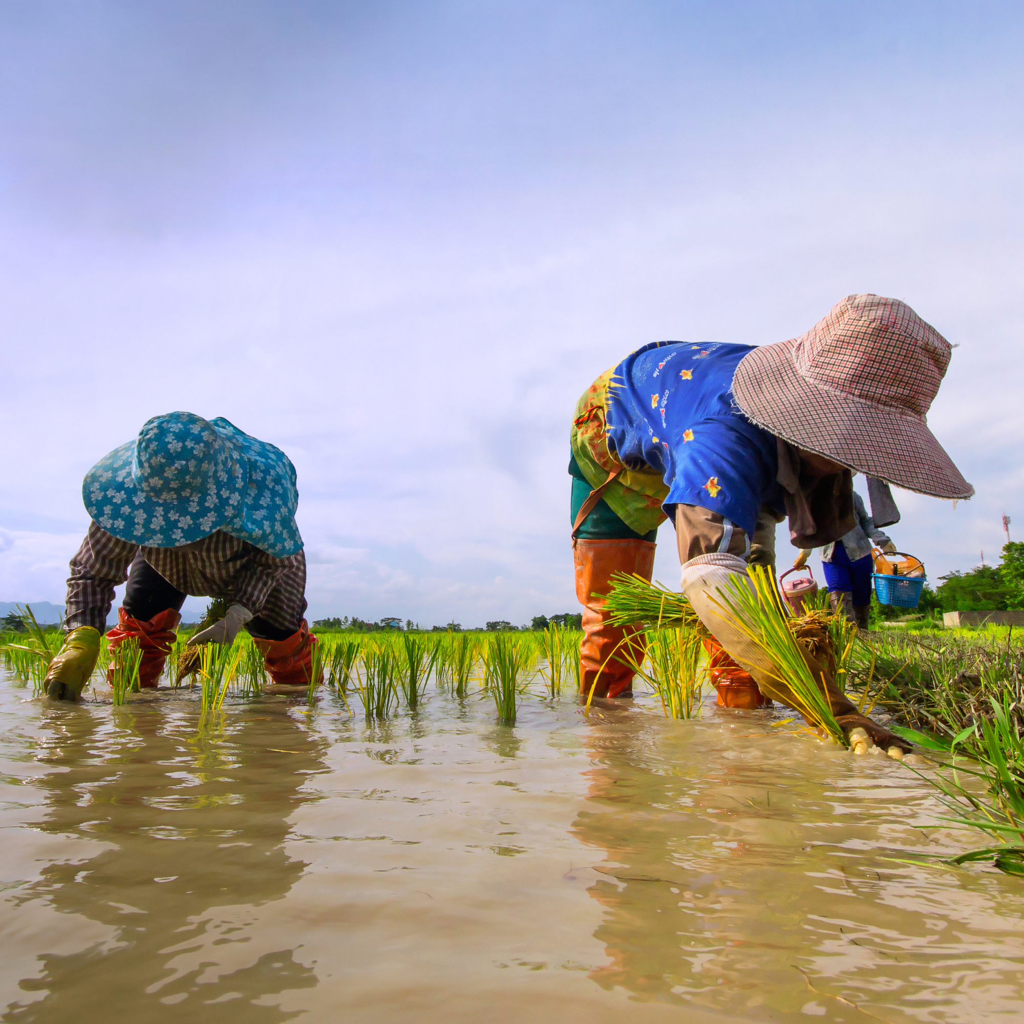 Photograph showing two farmers planting rice seedlings in a flooded paddy field under a clear sky. Both wear wide-brimmed hats, colorful clothing, and rubber boots, highlighting traditional agricultural practices and manual labor involved in rice cultivation.