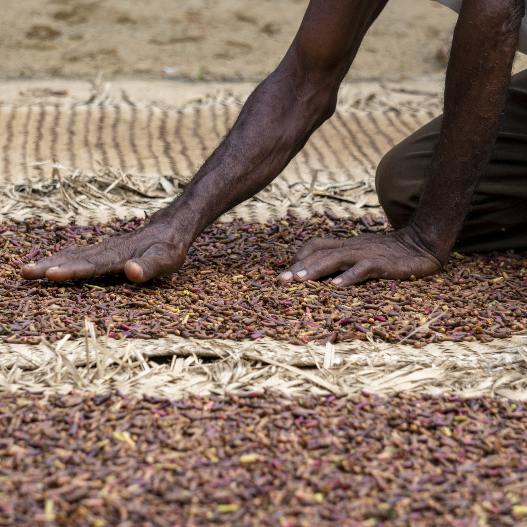 Photograph showing a person’s dark-skinned arms and hands spreading cocoa beans on woven mats for drying. The image highlights traditional cocoa processing with textured mats and scattered beans in various shades of brown and purple.