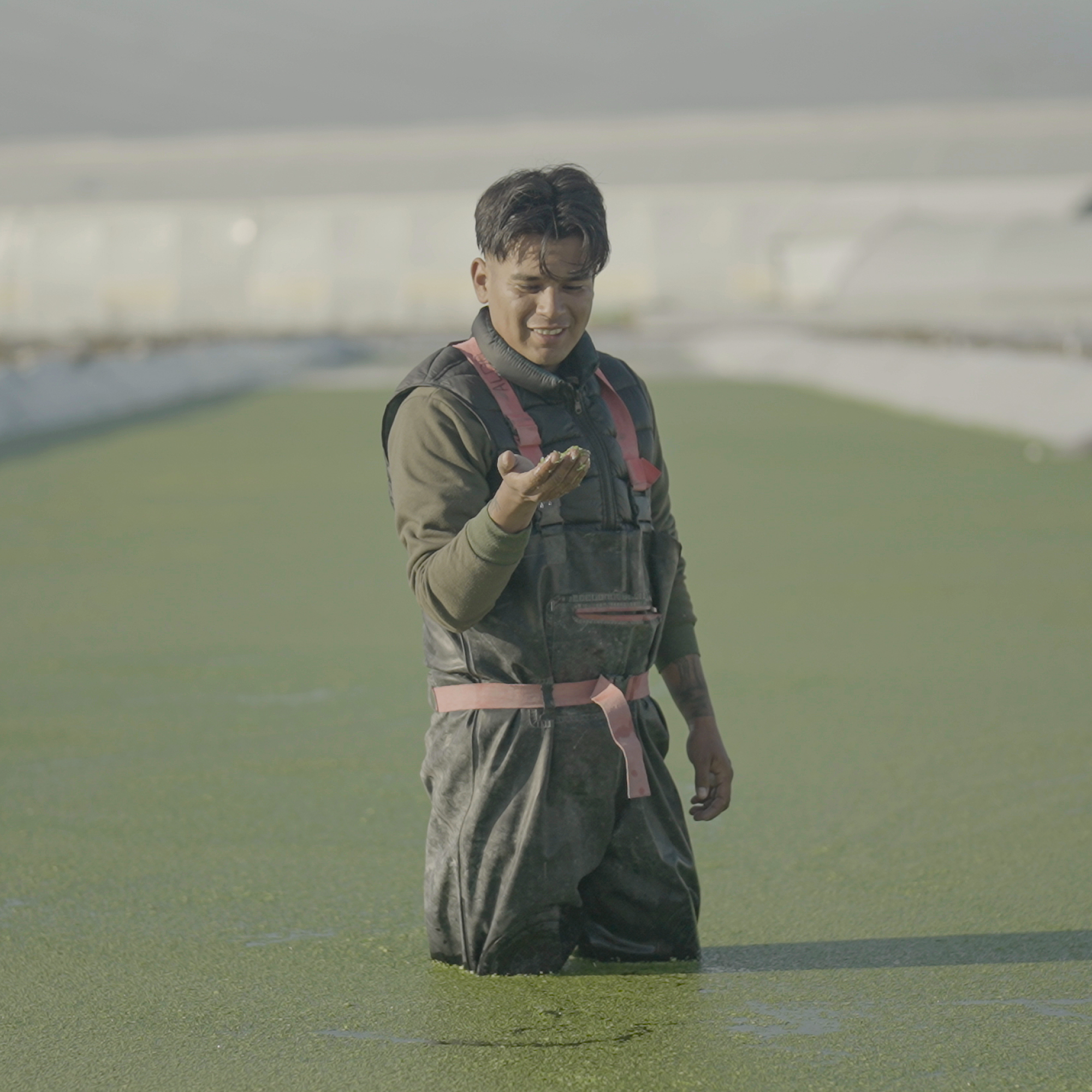 Photograph of a person standing waist-deep in green water covered with algae or duckweed, wearing waterproof overalls and a jacket. The scene suggests an outdoor aquatic environment, possibly related to environmental monitoring or water quality assessment.