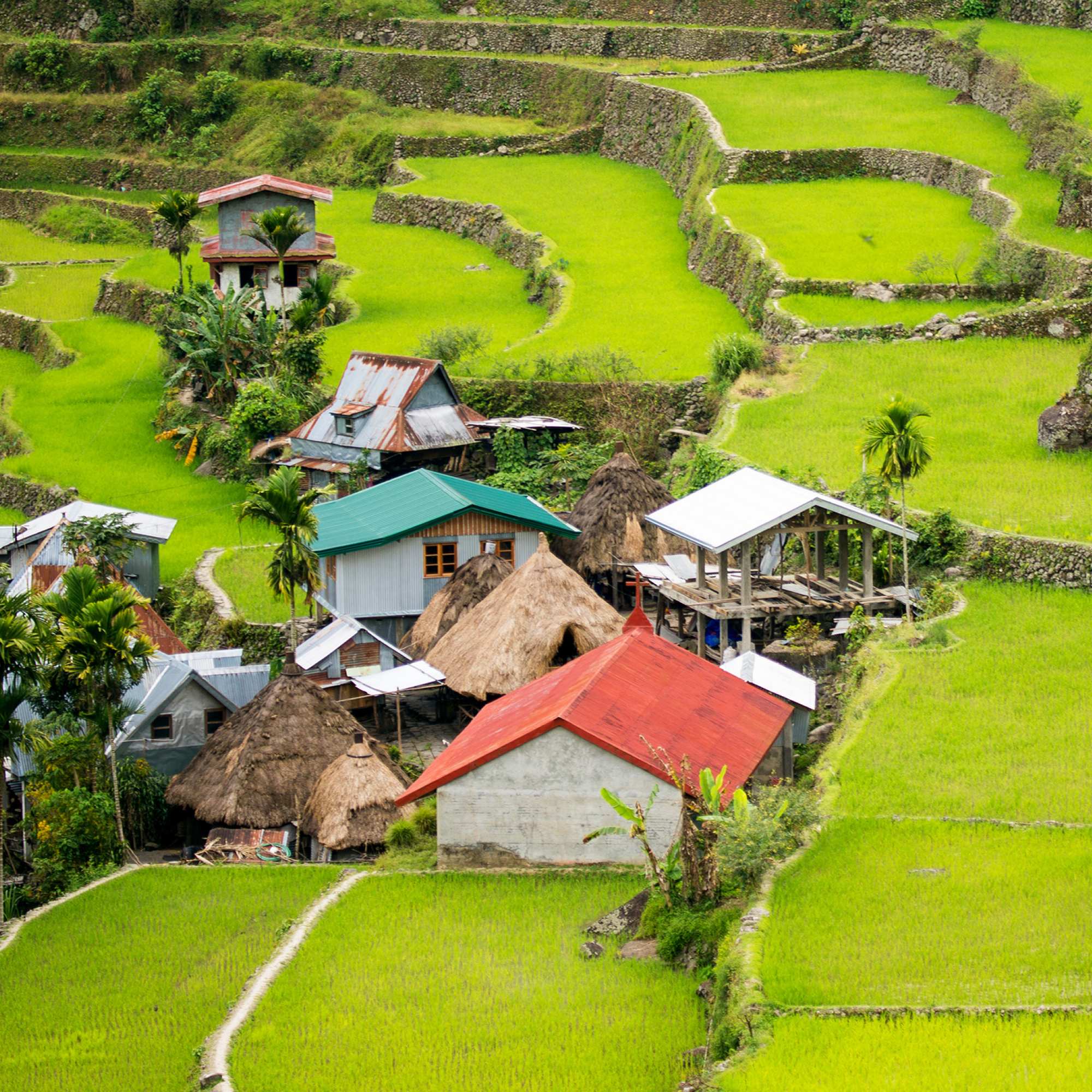 Photograph of a rural village of the Philippines nestled within vibrant green terraced rice fields, showcasing a mix of traditional thatched huts and modern houses with metal roofs. Terraces are bordered by stone walls, highlighting agricultural landscape and community adaptation to hilly terrain.