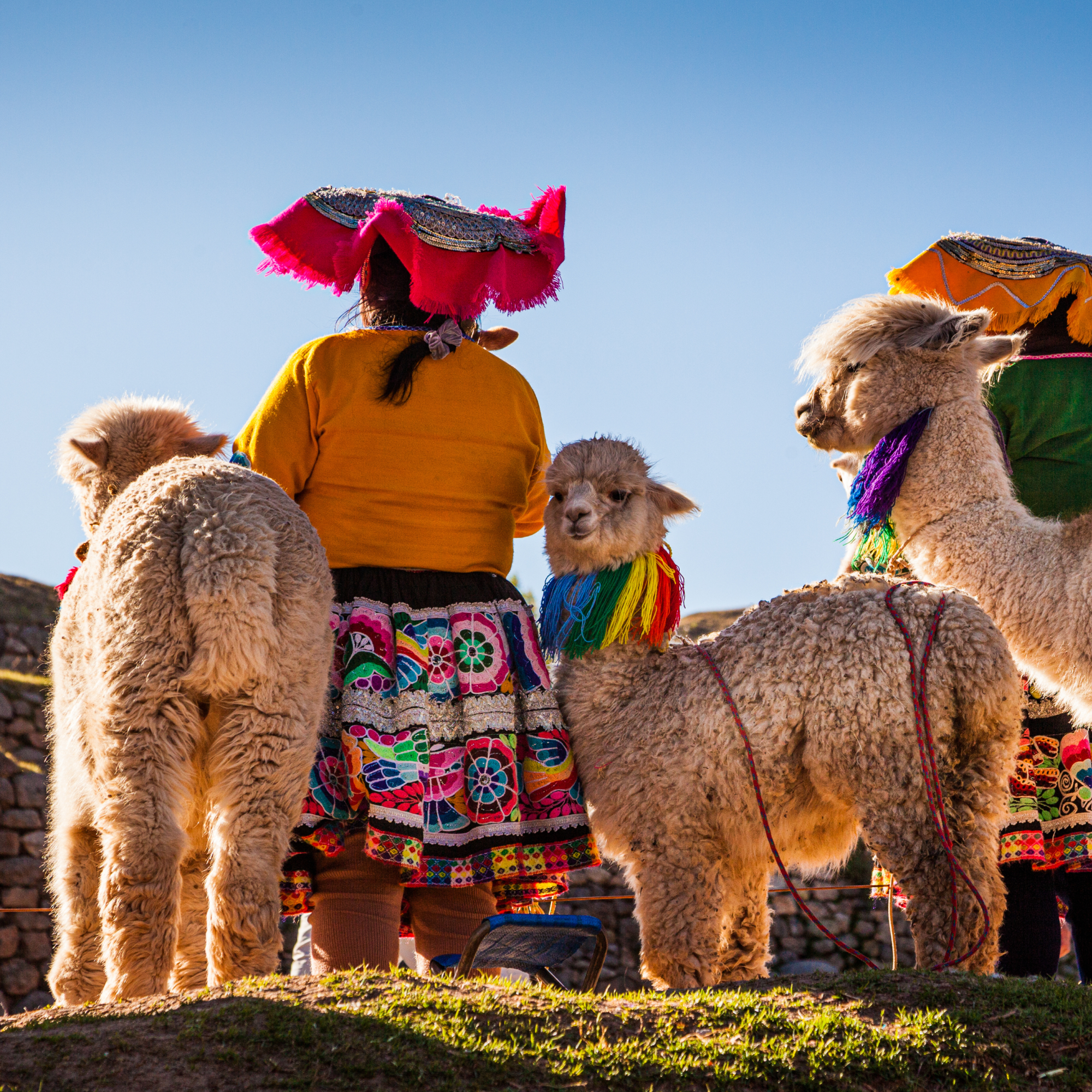 Photograph of two people dressed in traditional colorful Andean clothing standing with three alpacas adorned with vibrant scarves and harnesses against a clear blue sky. The scene highlights cultural attire with bright skirts, hats with pink and orange fringes, and fluffy alpacas, emphasizing a festive or ceremonial context.