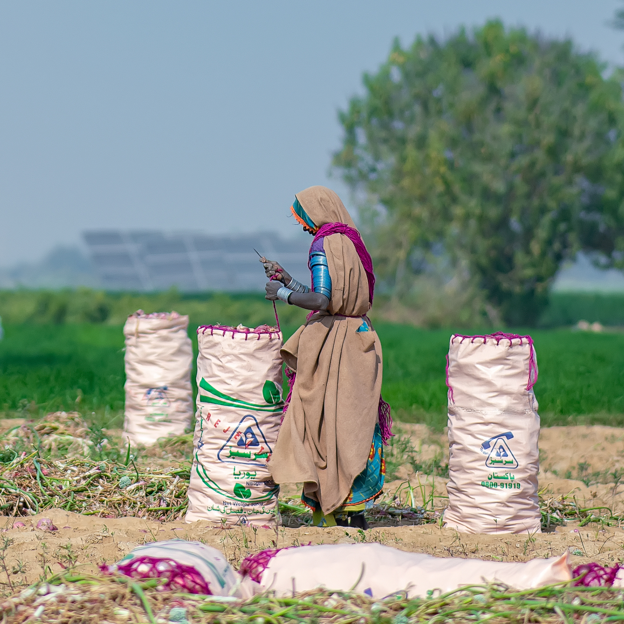 Photograph of a woman in traditional attire standing in a field surrounded by large white sacks filled with harvested crops, with green plants and a tree in the background. The scene highlights agricultural labor and rural farming practices, with sacks featuring printed logos and text in green and blue.