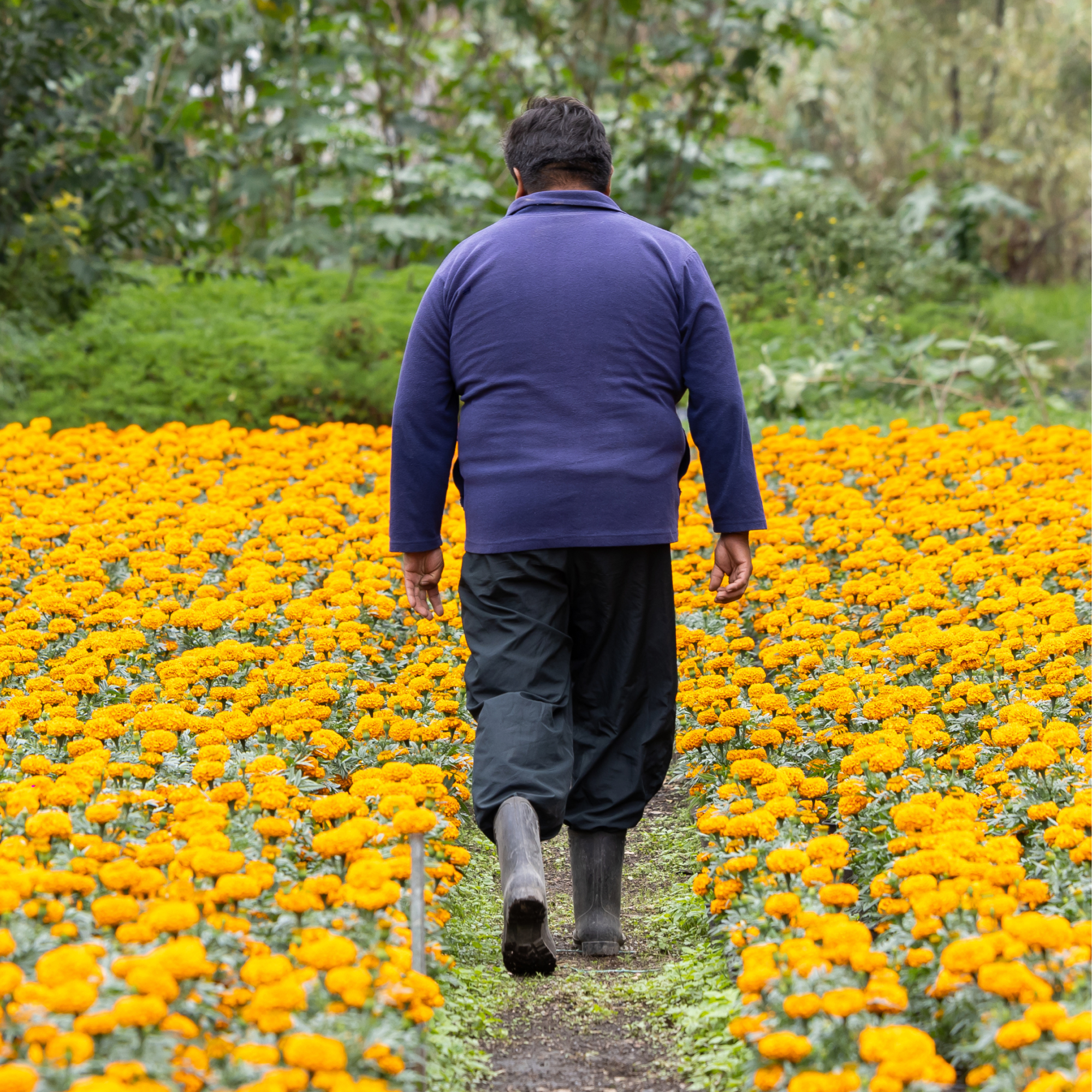Photograph of a man walking down a narrow dirt path between rows of vibrant orange marigold flowers in a garden or field. The person wears a blue jacket, black pants, and black boots, with green foliage visible in the background.