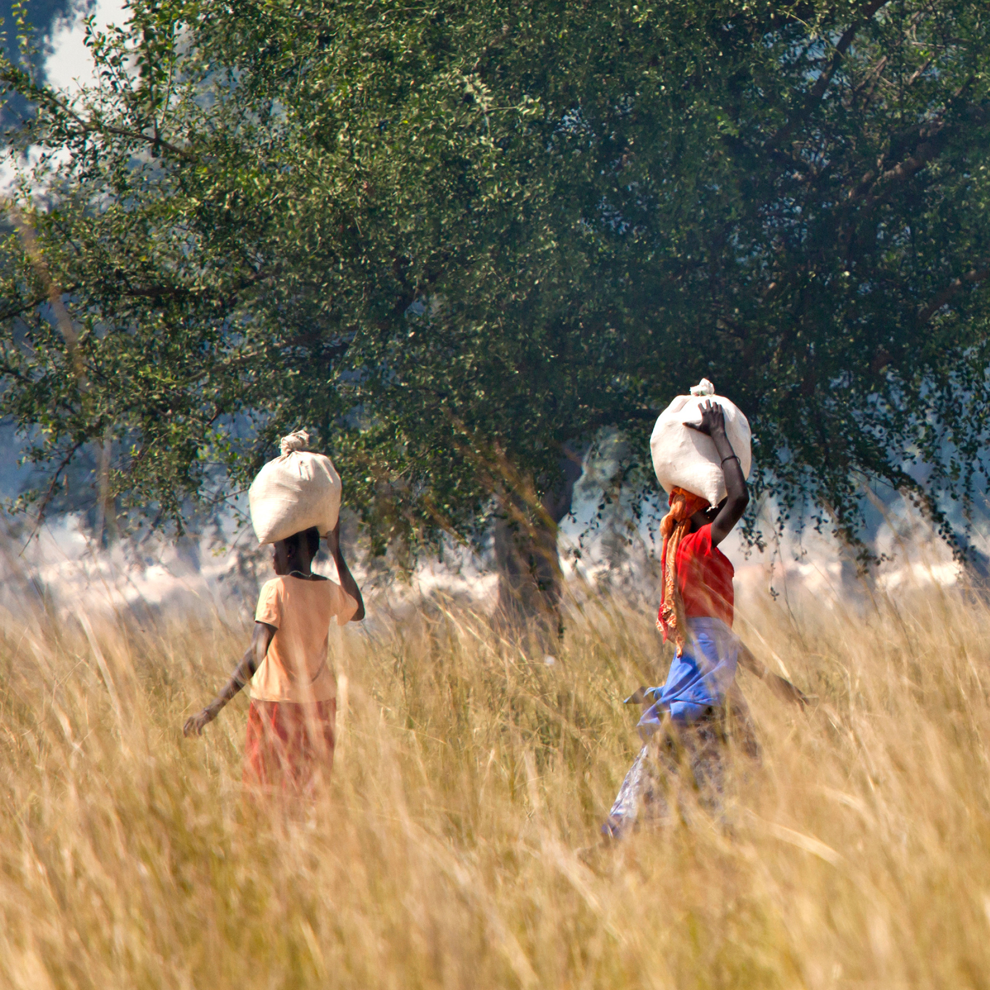 Photograph of two people walking through tall grass carrying large sacks on their heads, set against a backdrop of a large tree with dense green foliage. The scene highlights rural life and labor, with vibrant clothing contrasting natural earth tones and sunlight filtering through the grass.