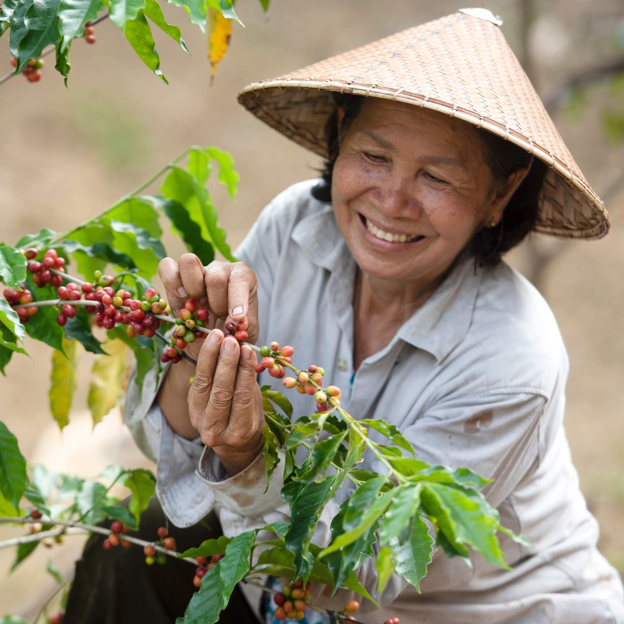 Photograph of an asian woman wearing a traditional conical hat harvesting ripe red coffee cherries from a coffee plant with green leaves. The scene highlights manual coffee picking in an agricultural setting, emphasizing hands carefully selecting cherries.