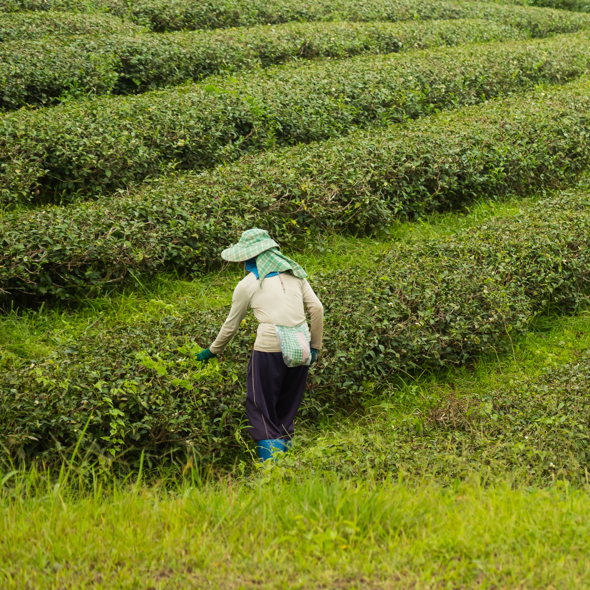 Photograph of a tea plantation showing a worker harvesting leaves among neatly arranged, curved rows of green tea bushes. The worker wears protective clothing including a hat, gloves, and boots, highlighting manual labor involved in tea production.