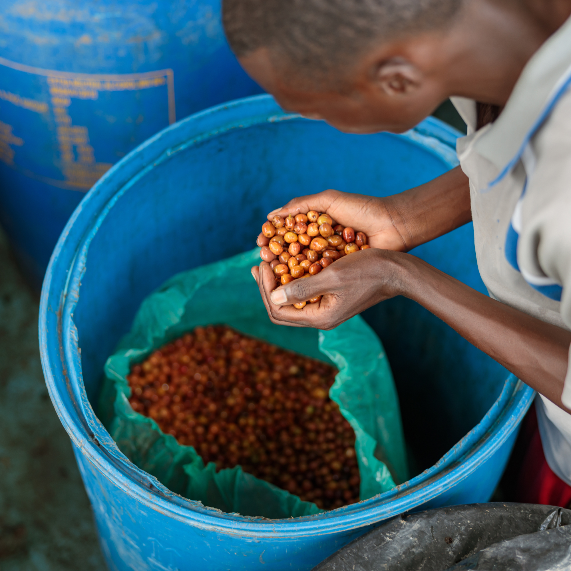 Photograph of a black man holding a handful of small reddish-brown coffee cherries over a large blue plastic container filled with more cherries inside a green liner. The scene highlights coffee harvesting or processing, focusing on the quality and quantity of cherries collected.