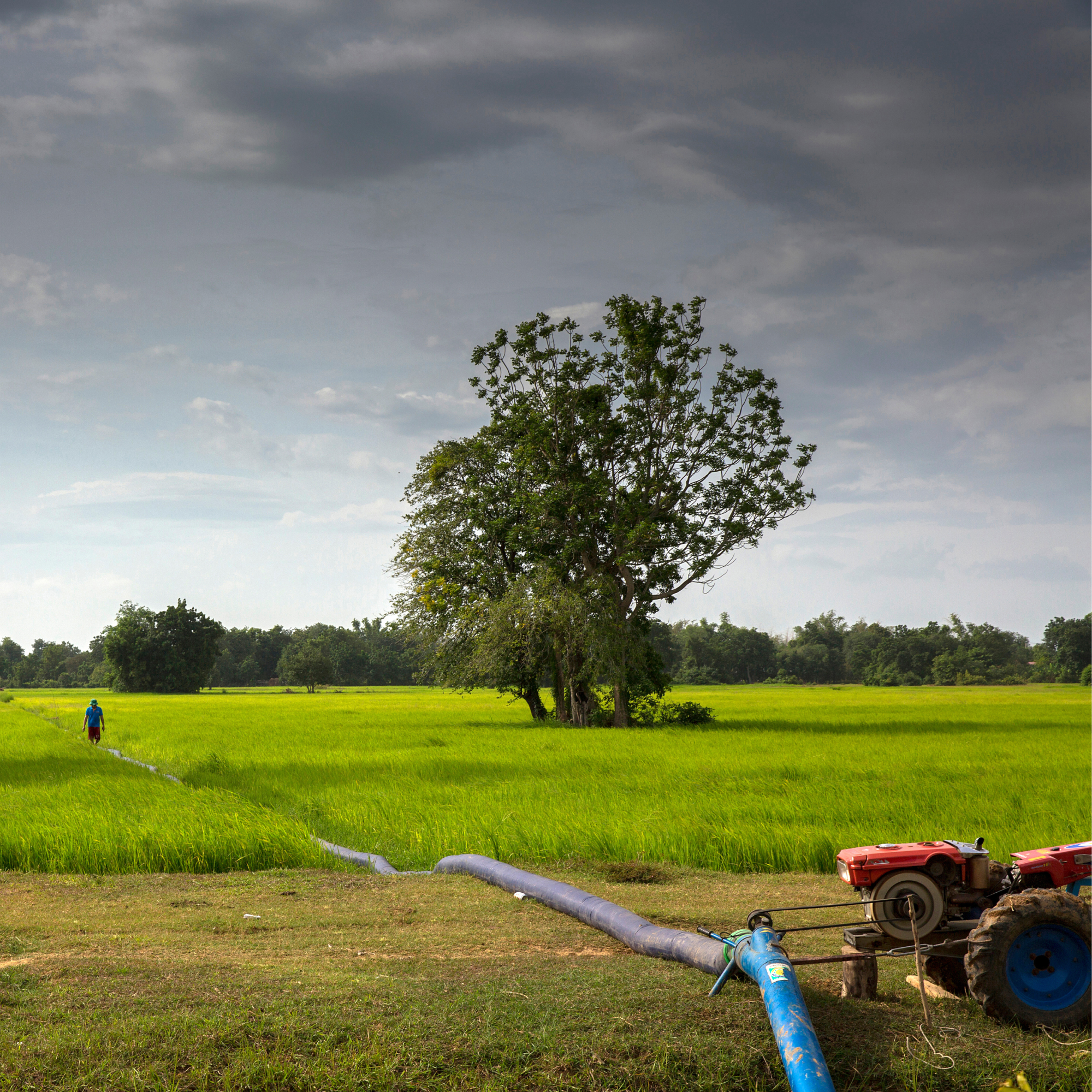 Photograph of a lush green agricultural field with a large tree near the center and a person walking along a narrow path. A blue irrigation pipe connected to a red tractor is visible in the foreground, indicating water supply for crop cultivation under a partly cloudy sky.