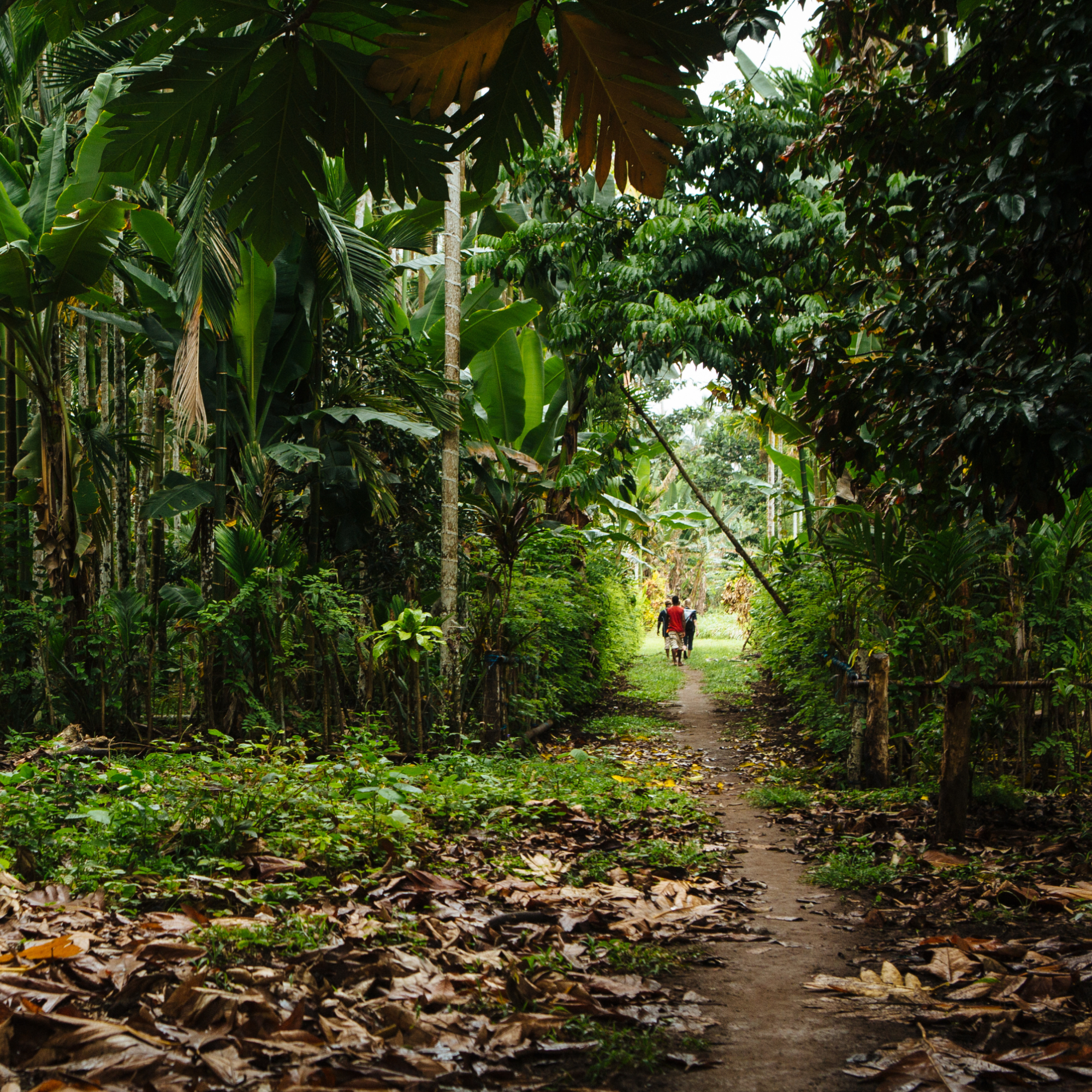 Photograph of a narrow dirt path cutting through dense tropical vegetation with large green leaves and tall trees on both sides. Two people are walking away in the distance, adding a sense of scale and depth to the lush, natural setting.