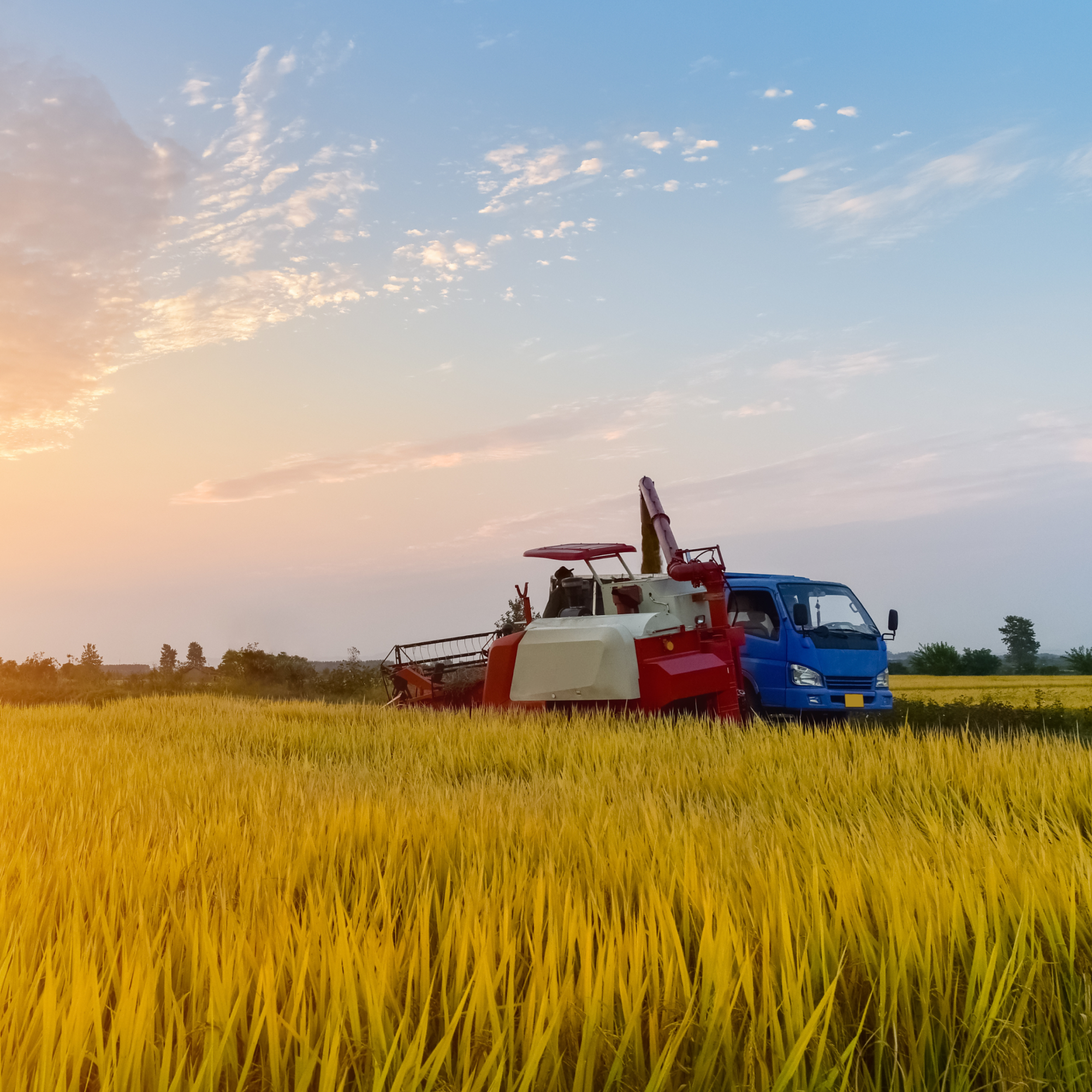 Photograph of a yellow rice field during sunset with a red and white combine harvester and a blue truck parked side by side. The scene highlights agricultural machinery used for harvesting crops under a partly cloudy sky.