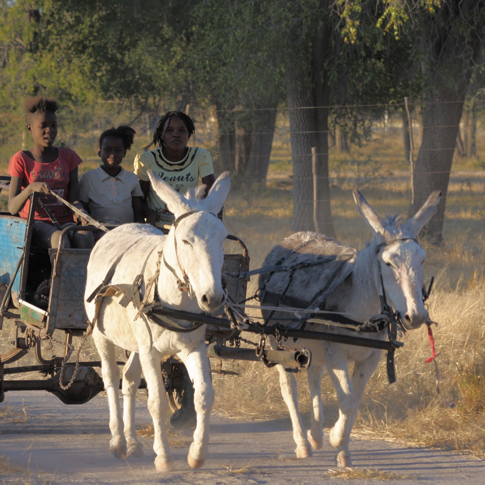 Photograph of three children riding a wooden cart pulled by two white donkeys along a dirt path in a rural setting with trees and dry grass. Donkeys are harnessed side by side, and children sit facing forward, with one child holding the reins.