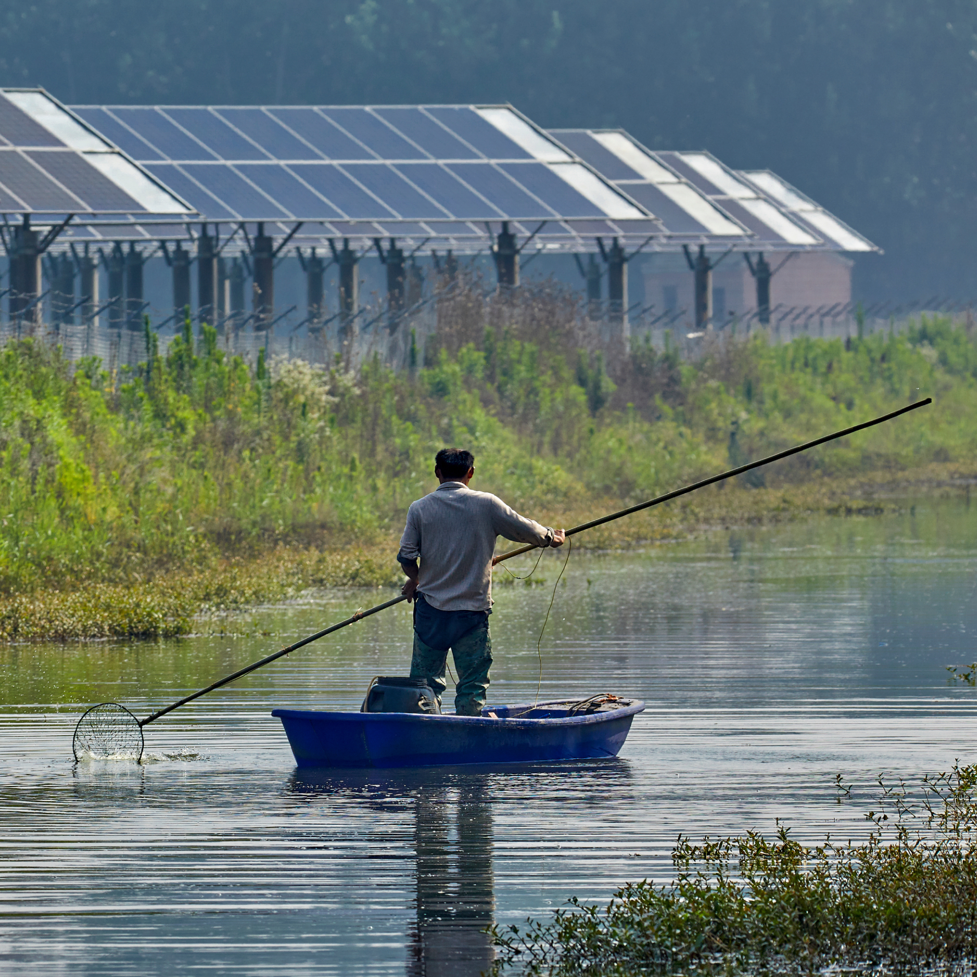 Photograph of a person fishing from a small blue boat on calm water near a grassy bank with rows of solar panels elevated on metal structures in the background. The scene highlights the coexistence of traditional fishing activity and renewable energy infrastructure, with the fisherman using a long pole and net while surrounded by natural vegetation and reflective water.