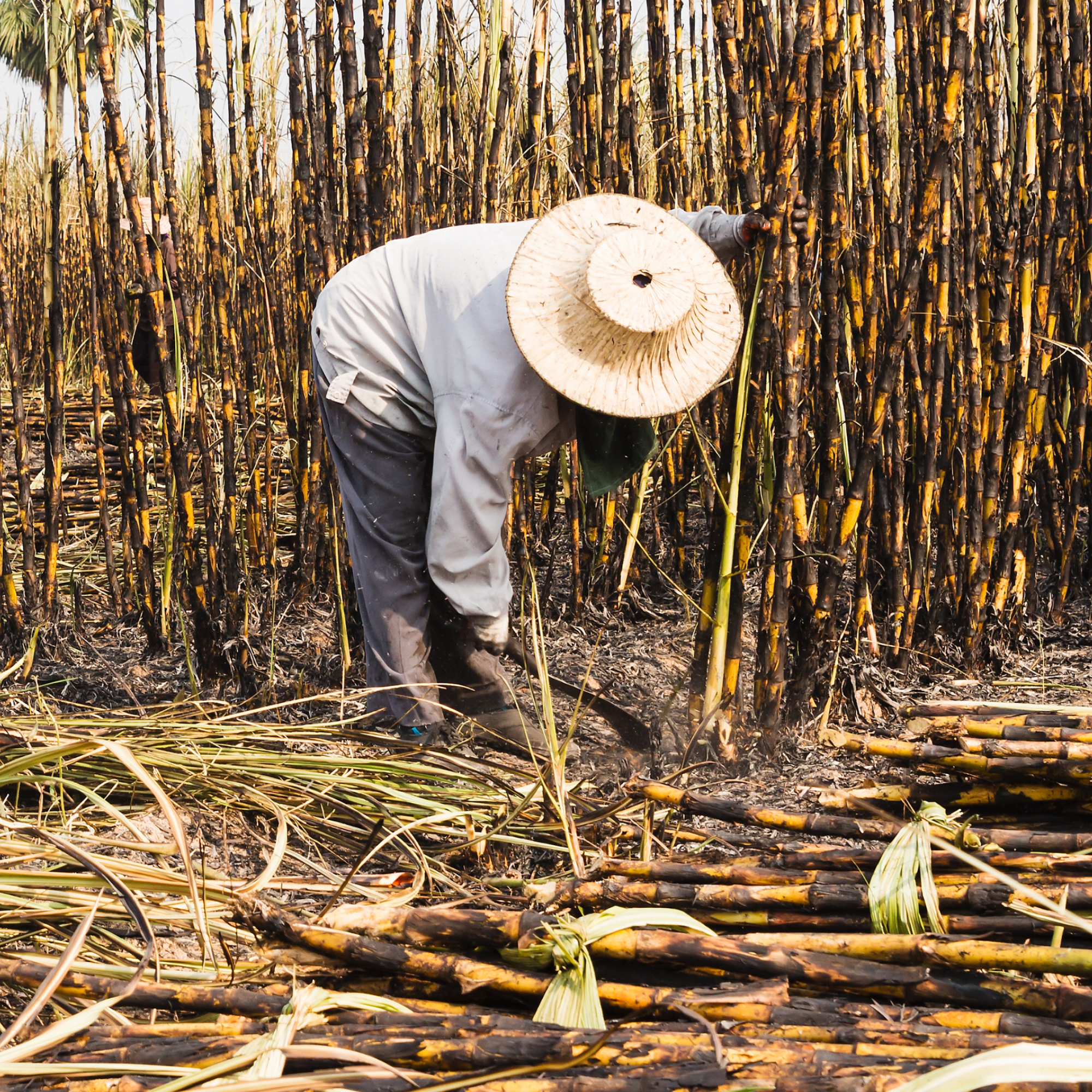 Photograph of a person harvesting sugarcane in a dense field, wearing a wide-brimmed straw hat and long-sleeved clothing for protection. Bundles of cut sugarcane stalks lie on the ground in the foreground, highlighting manual agricultural labor during harvest.