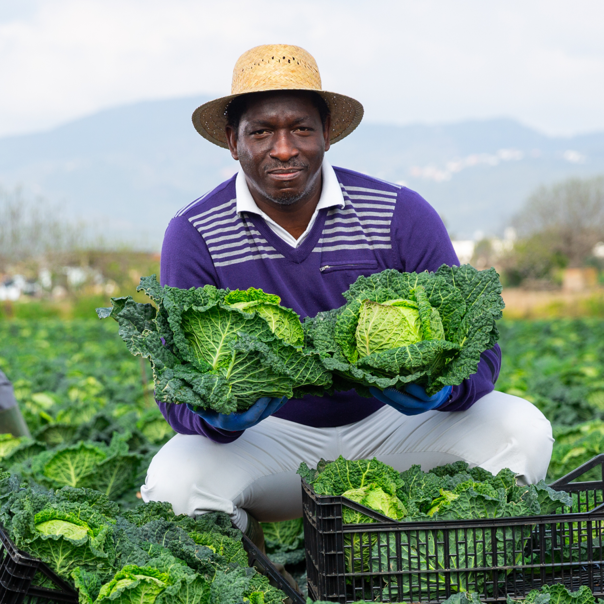 Photograph of a man from Senegal wearing a straw hat, purple sweater, and white pants holding two large green cabbages in a field with crates full of cabbages around. The setting shows an agricultural environment with mountains and sky in the background, highlighting cabbage harvesting activity.