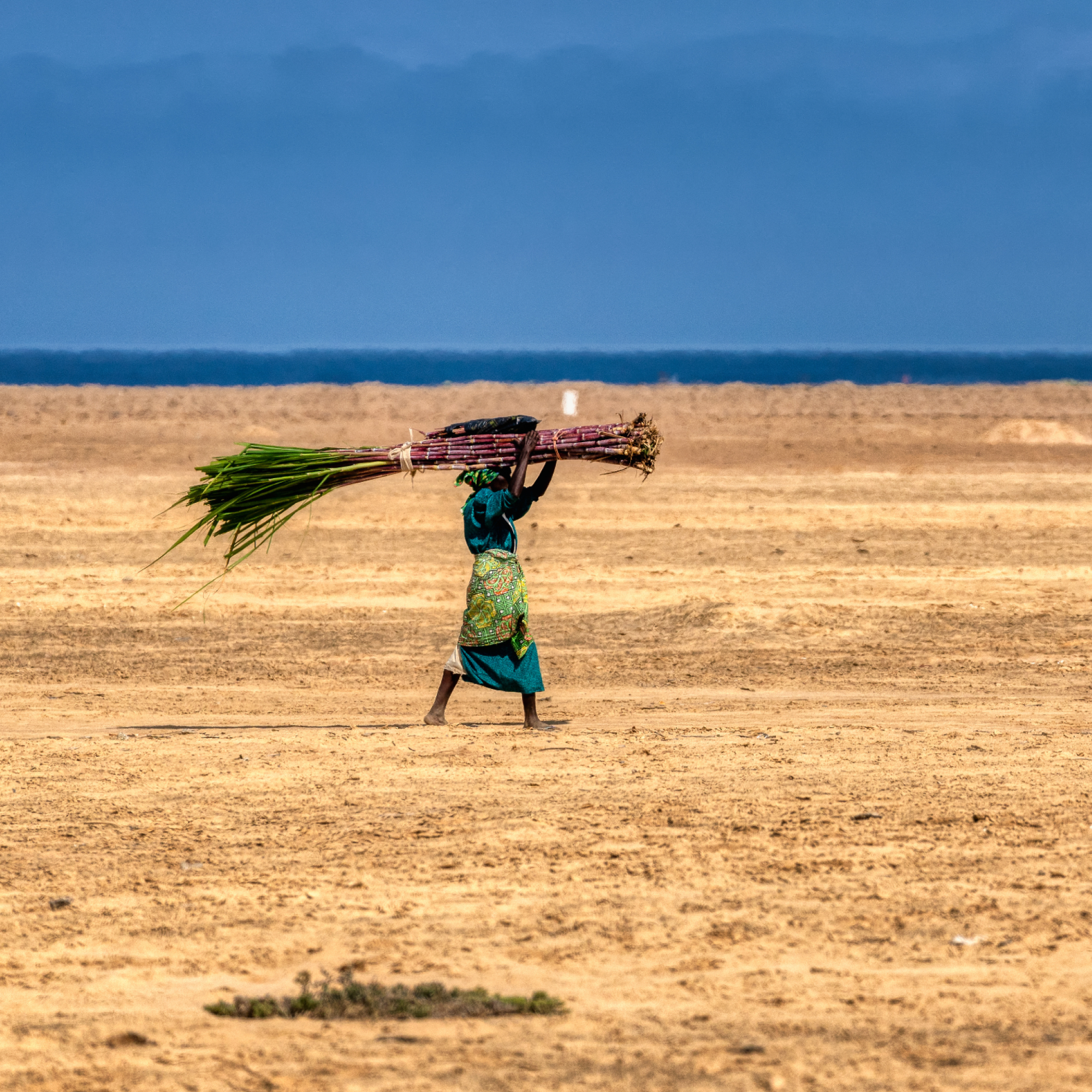 Photograph of a person walking across a vast, dry, sandy landscape carrying a large bundle of green stalks on their head. The scene features a clear blue sky and distant mountains, highlighting themes of labor and rural life in an arid environment.