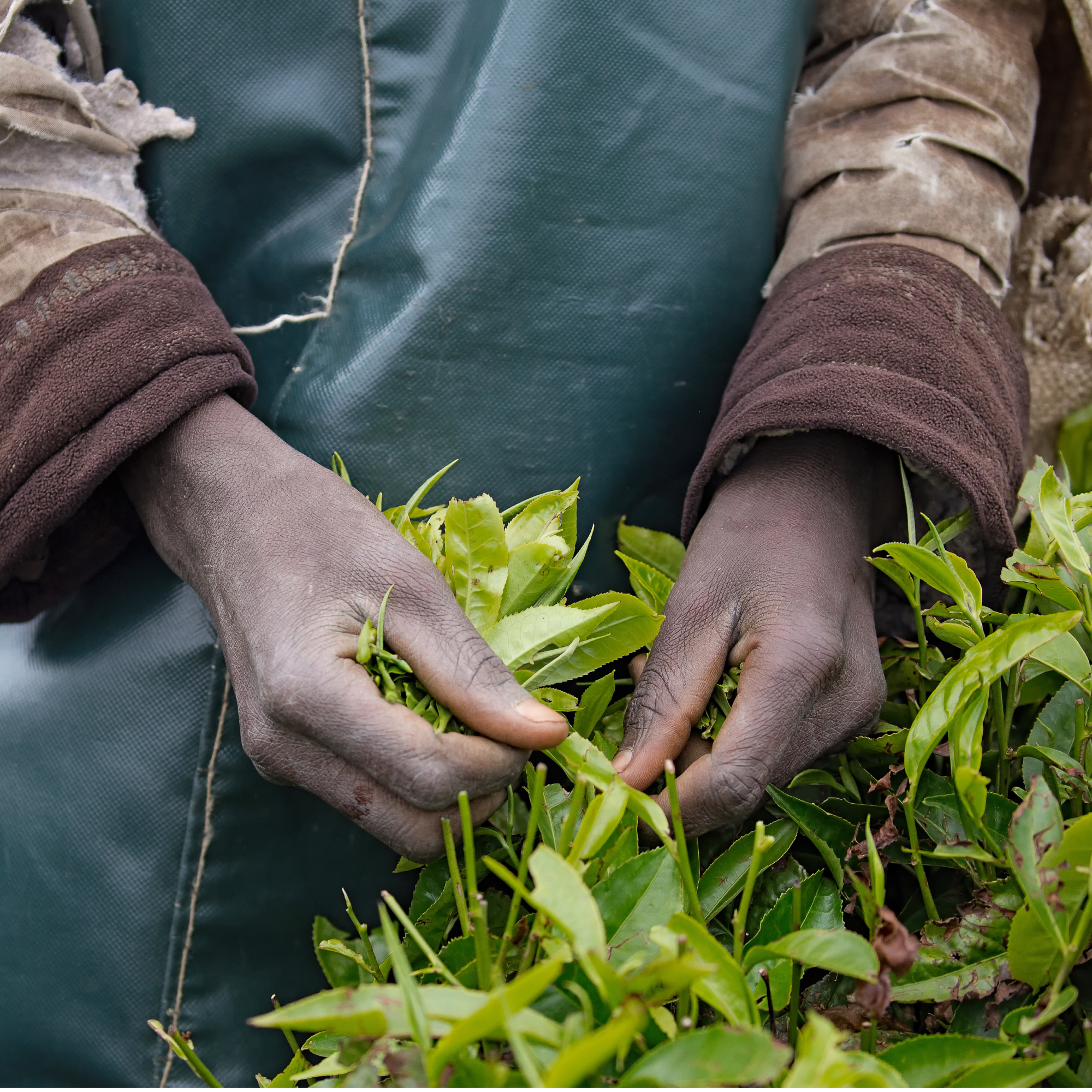 Photograph showing close-up of hands picking fresh green tea leaves from a bush. Hands wear layered clothing with a dark green apron, highlighting manual harvesting process in tea farming.