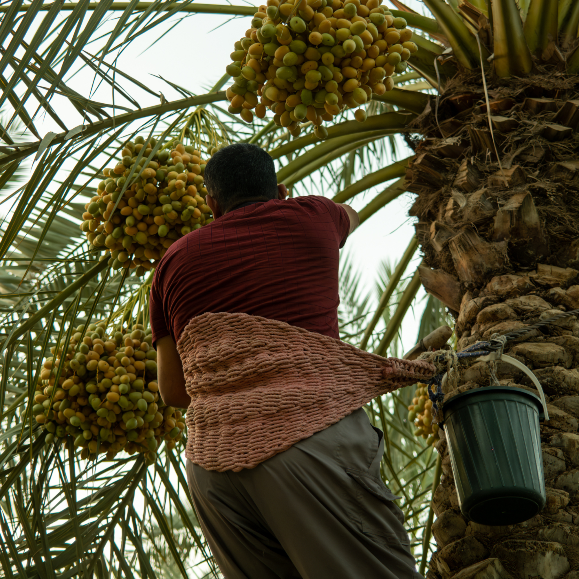 Photograph of a man harvesting ripe dates from a date palm tree, secured with a woven belt around his waist attached to the tree for support. The scene highlights clusters of yellow-green dates hanging from palm fronds, with a black bucket tied to the tree trunk for collecting the fruit.