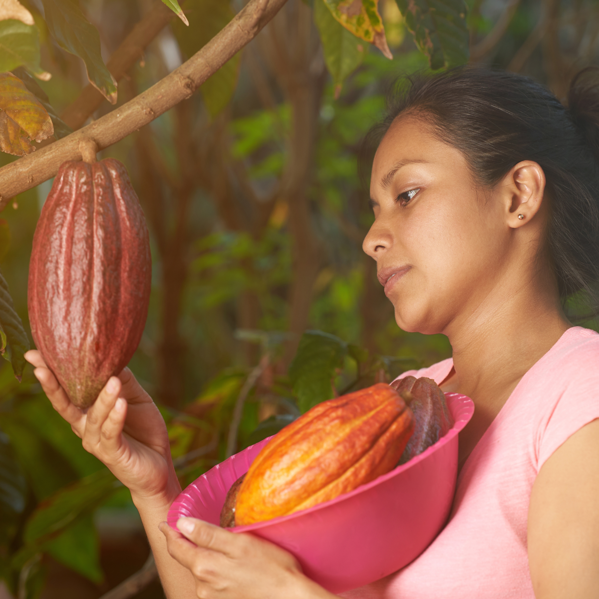 Photograph of a mixed woman holding a large cacao pod in one hand and a pink bowl containing multiple cacao pods in the other, set against a background of green foliage. The image highlights cacao harvesting with focus on the size, texture, and color variations of the pods, emphasizing agricultural or farming context.