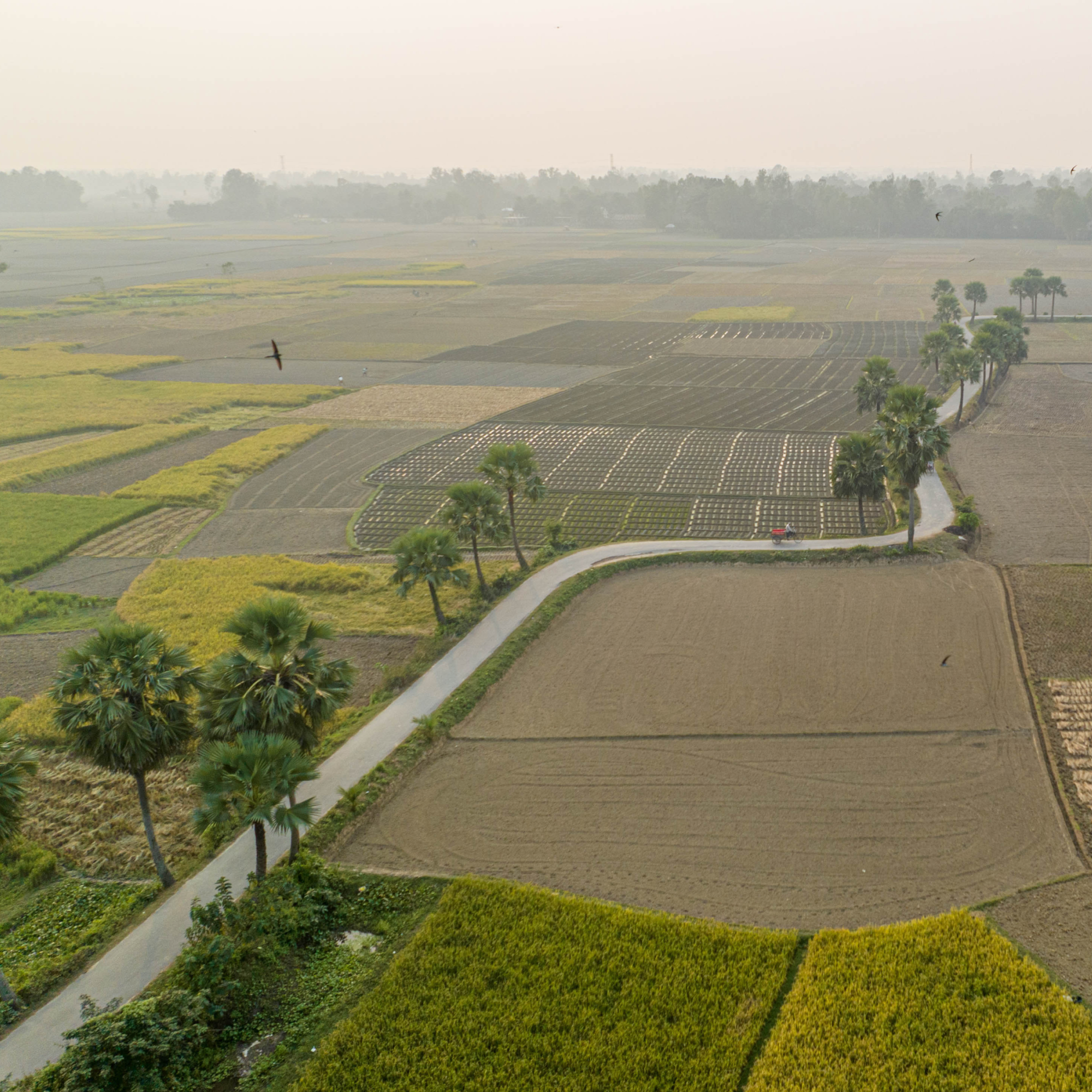 Aerial photograph showing expansive agricultural fields divided into various plots with different crop stages and colors, including green, yellow, and brown. A winding road lined with palm trees runs through the fields, with a few birds flying above, highlighting rural landscape and farming activity. (Project FP004)