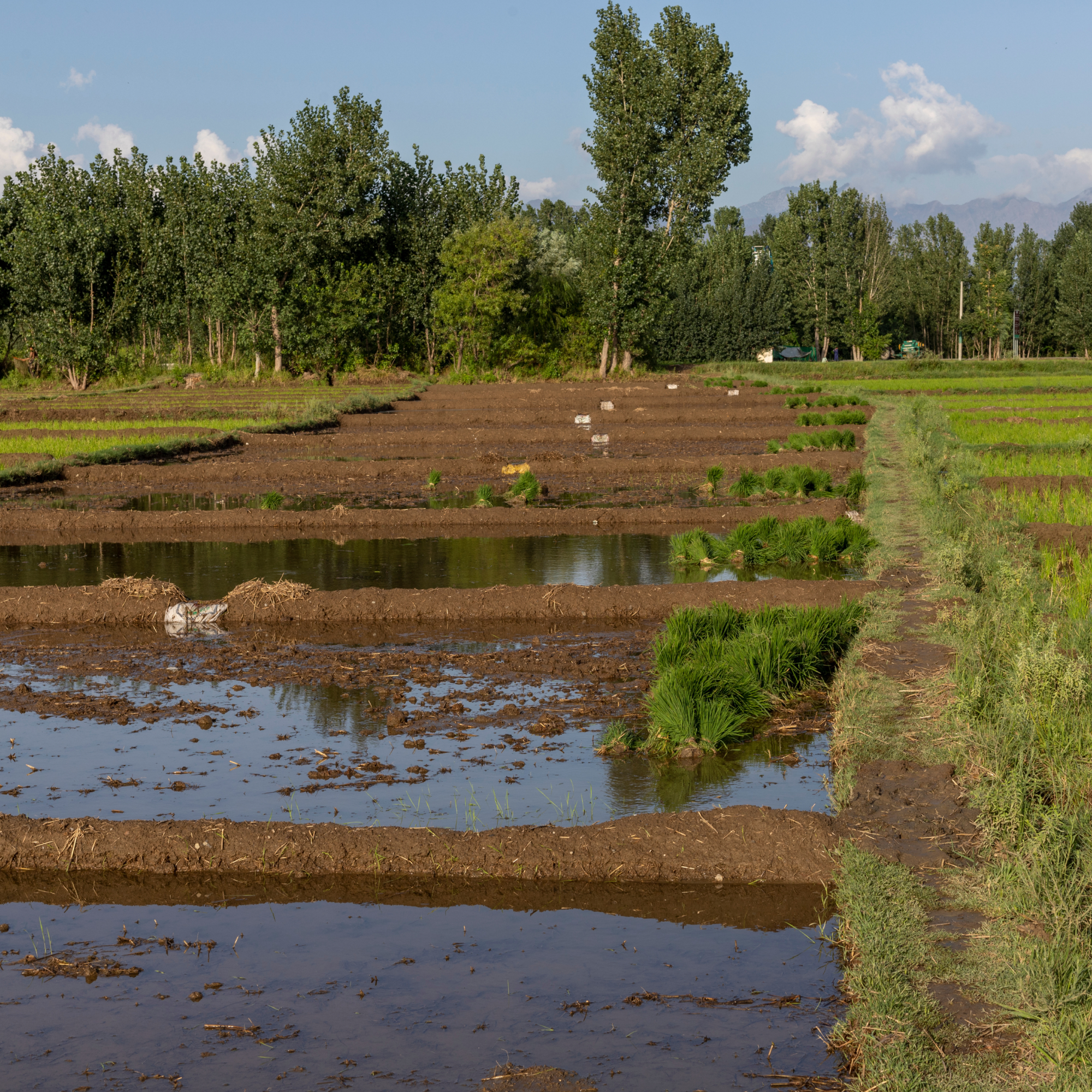 Photograph of a flooded agricultural field with rectangular plots separated by narrow dirt pathways, surrounded by dense green trees under a blue sky with clouds. The image highlights waterlogged soil and young crops in early growth stages, indicating rice cultivation or similar wetland farming. (project FP207)