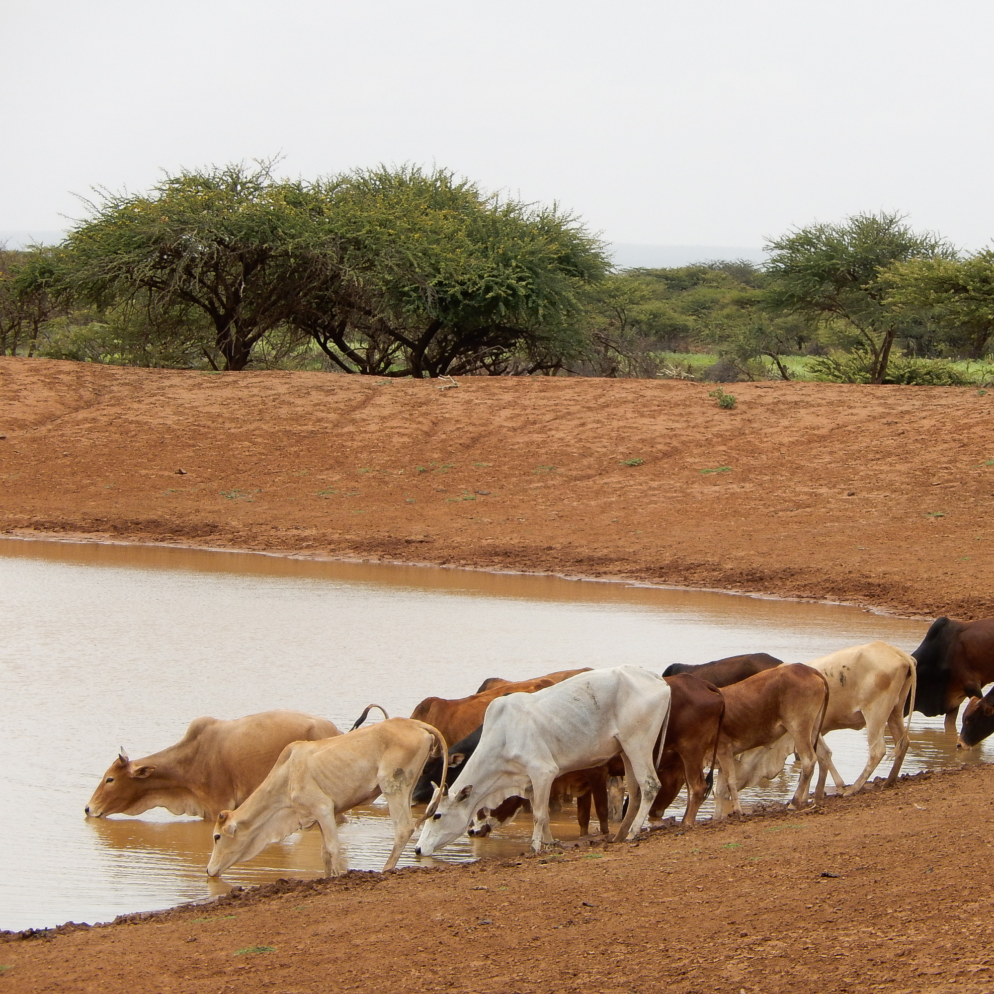 Photograph of a group of cows drinking water from a small pond in a dry, arid landscape with sparse vegetation and acacia trees in the background. The scene highlights water scarcity and livestock dependence on limited water sources in a semi-desert environment. (project FP246)