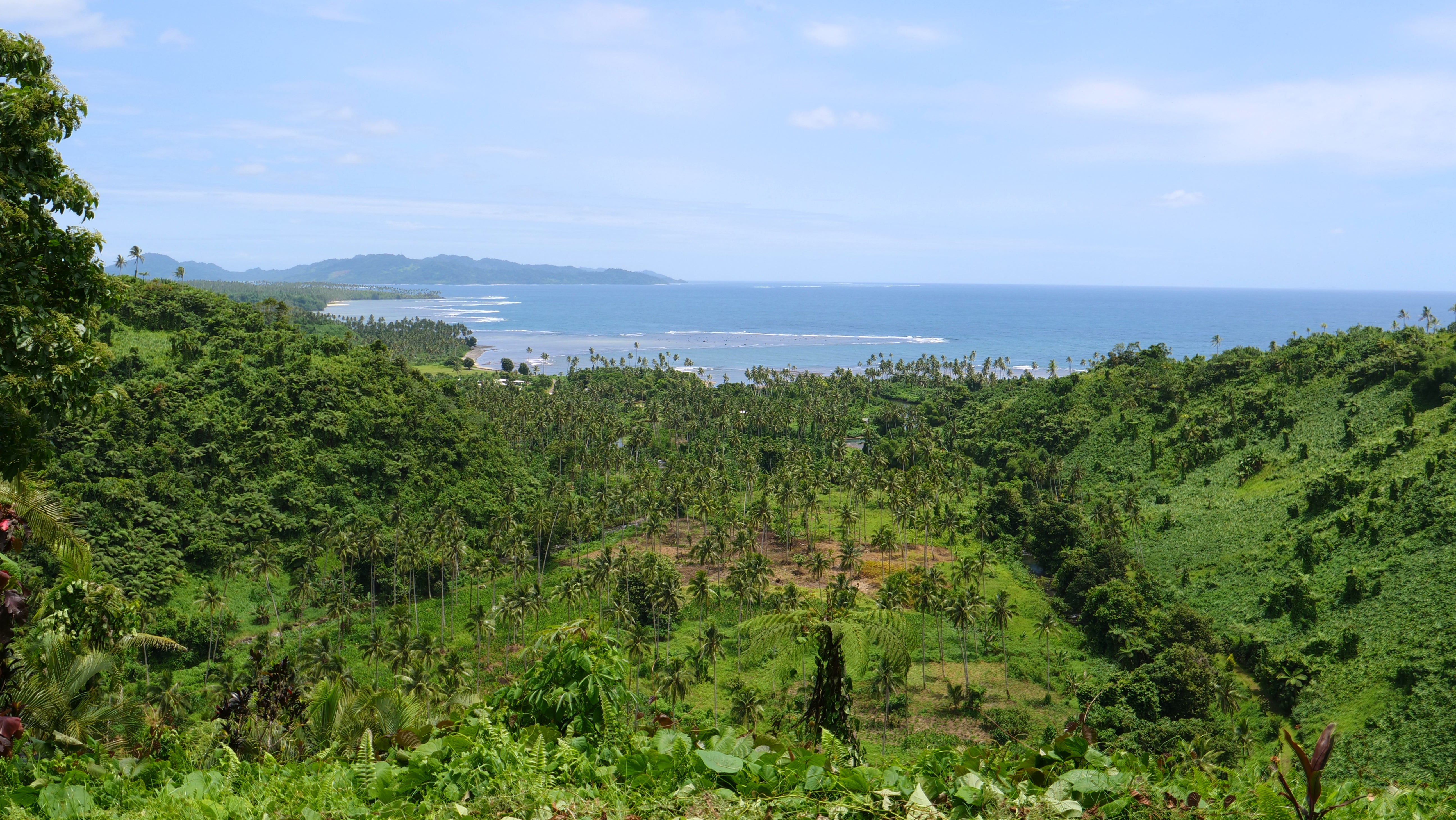 Forest near the coastline in Fiji