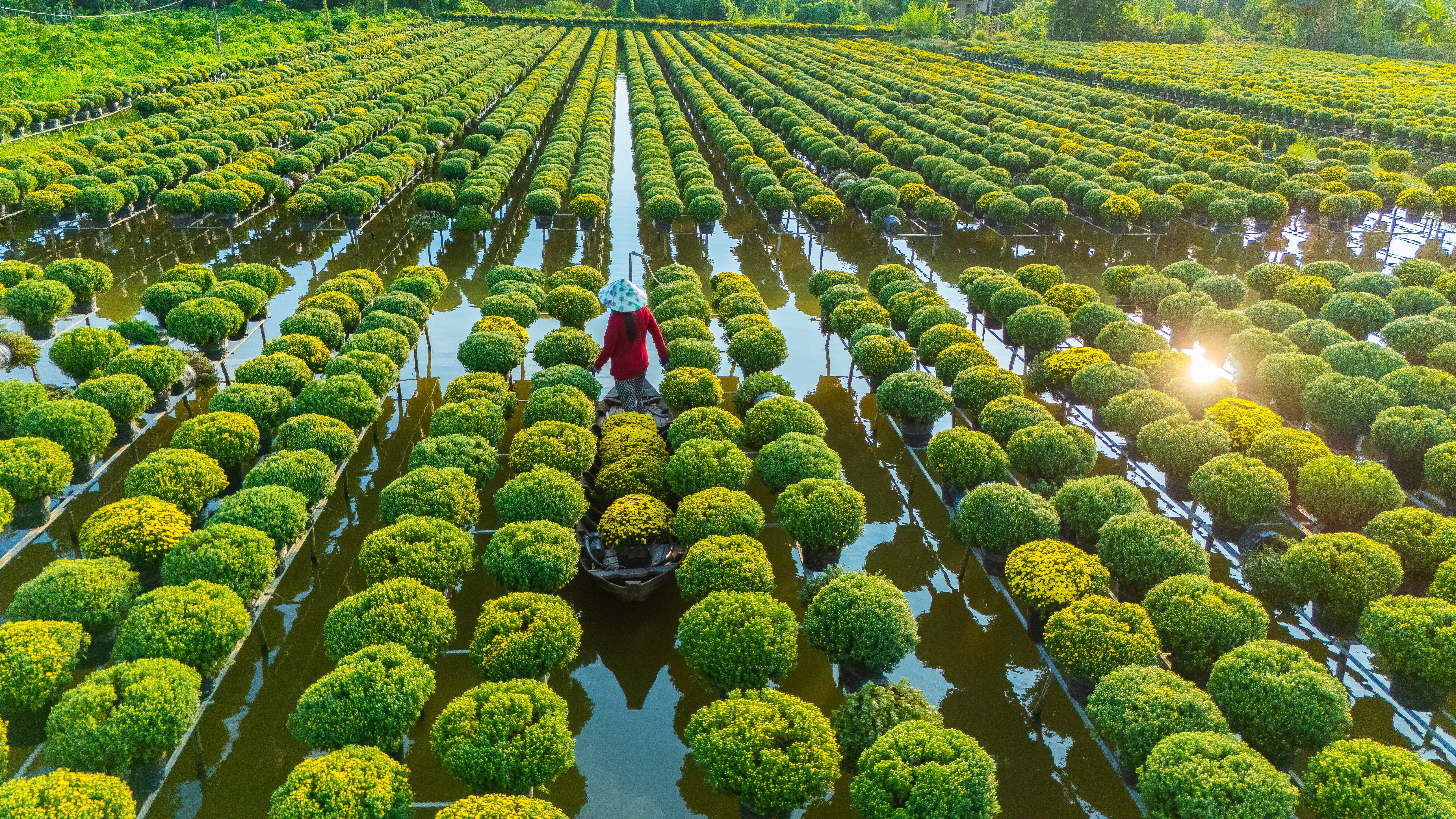 Farmer in a boat harvesting on a plantation over the water 