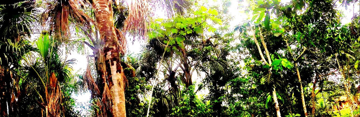 Coevr for GCF in Brief: REDD+