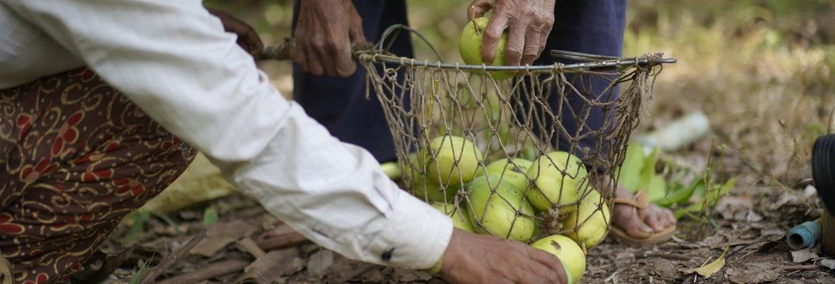 Cover for Thematic brief: Agriculture and food security