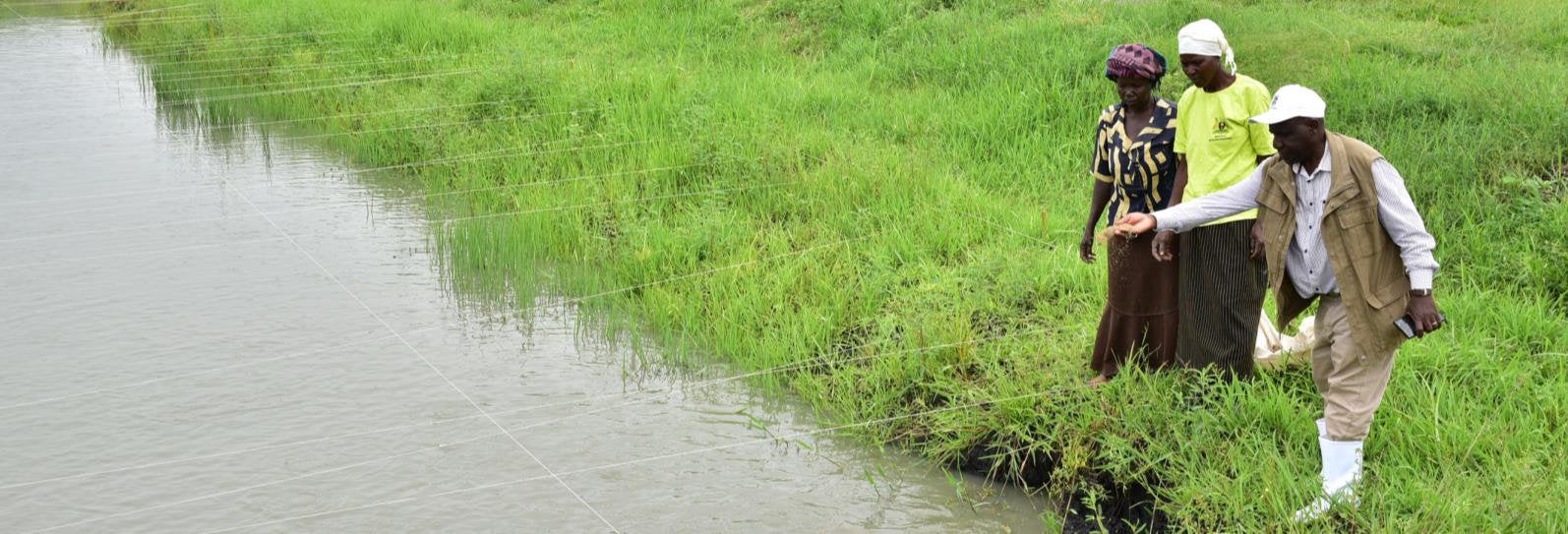 Cover for Thematic brief: Ecosystems & ecosystem services