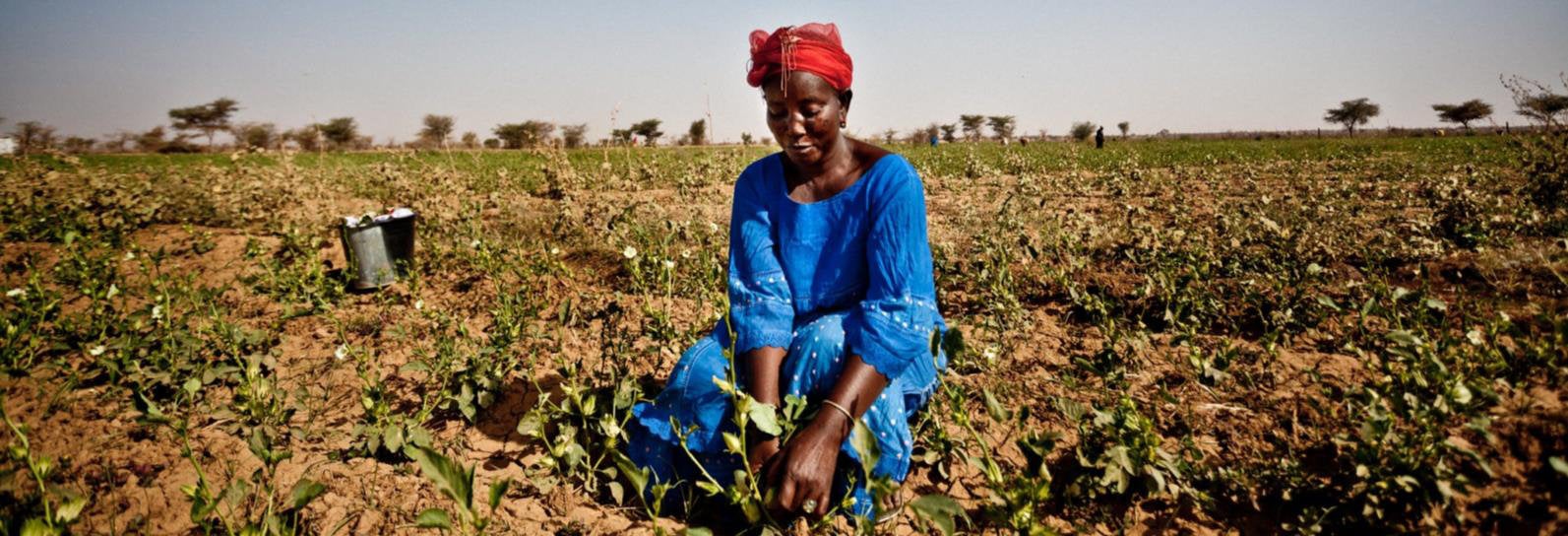 Cover for Thematic brief: Investing in Great Green Wall countries